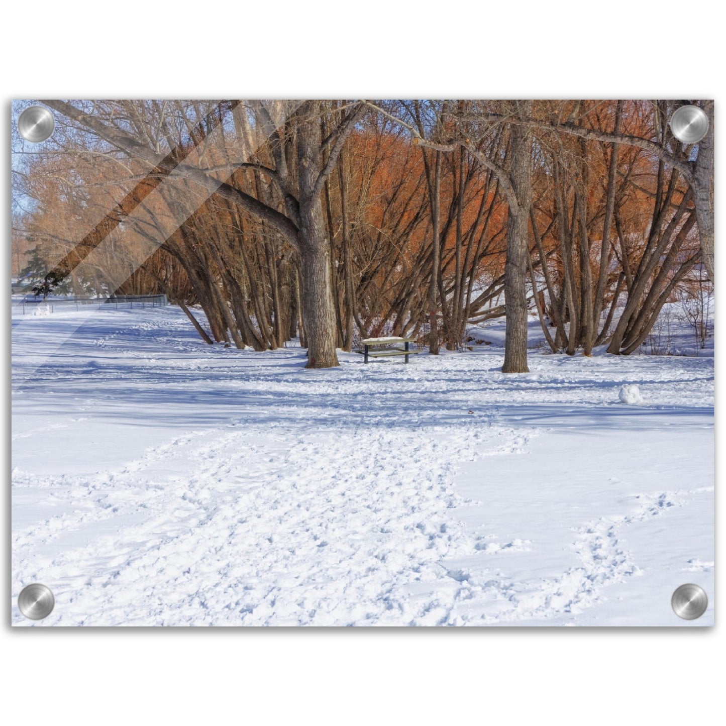 Acrylic Print - Confederation Park Winter