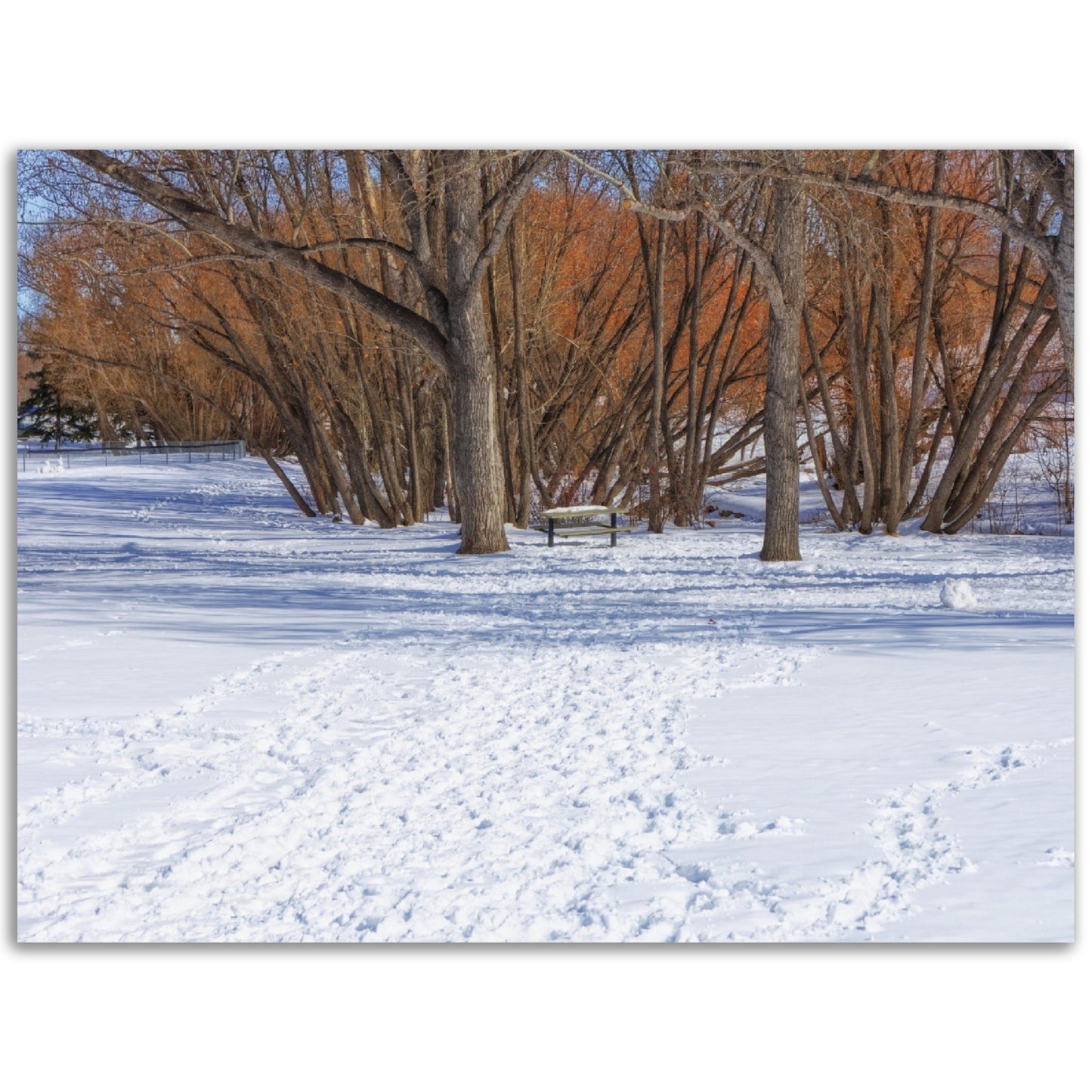 Premium Semi-Glossy Poster Print - Confederation Park Winter