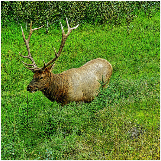 Premium Semi-Glossy Poster Print - Jasper National Park Elk