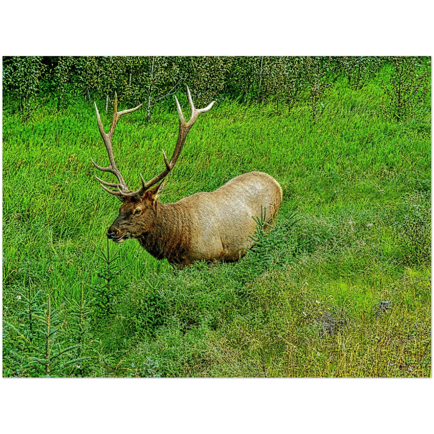 Premium Semi-Glossy Poster Print - Jasper National Park Elk
