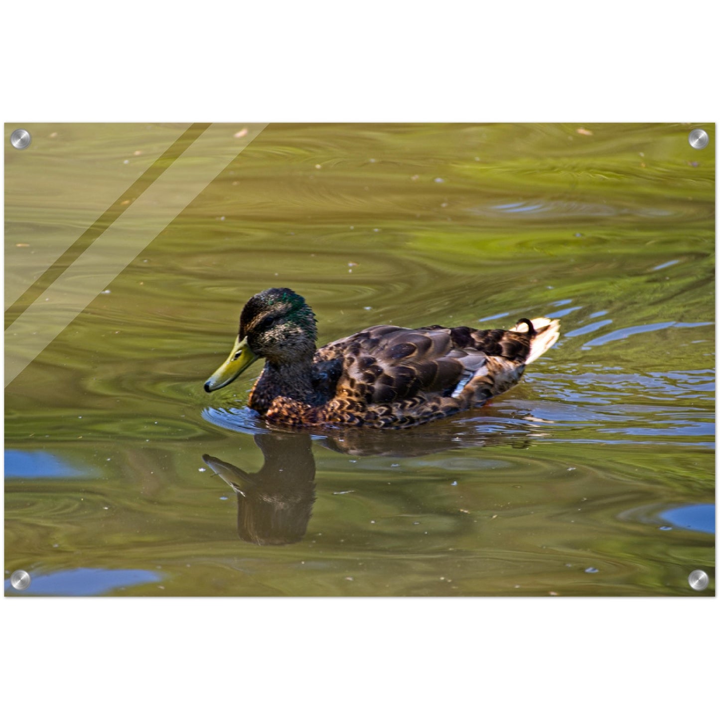 Acrylic Print - Confederation Park Pond Duck