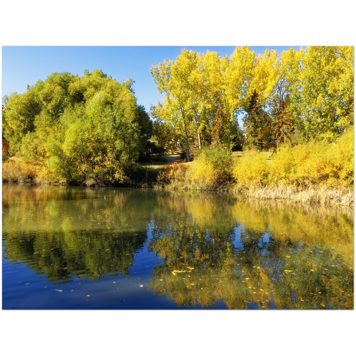 Premium Semi-Glossy Poster Print - Confederation Park Pond Fall