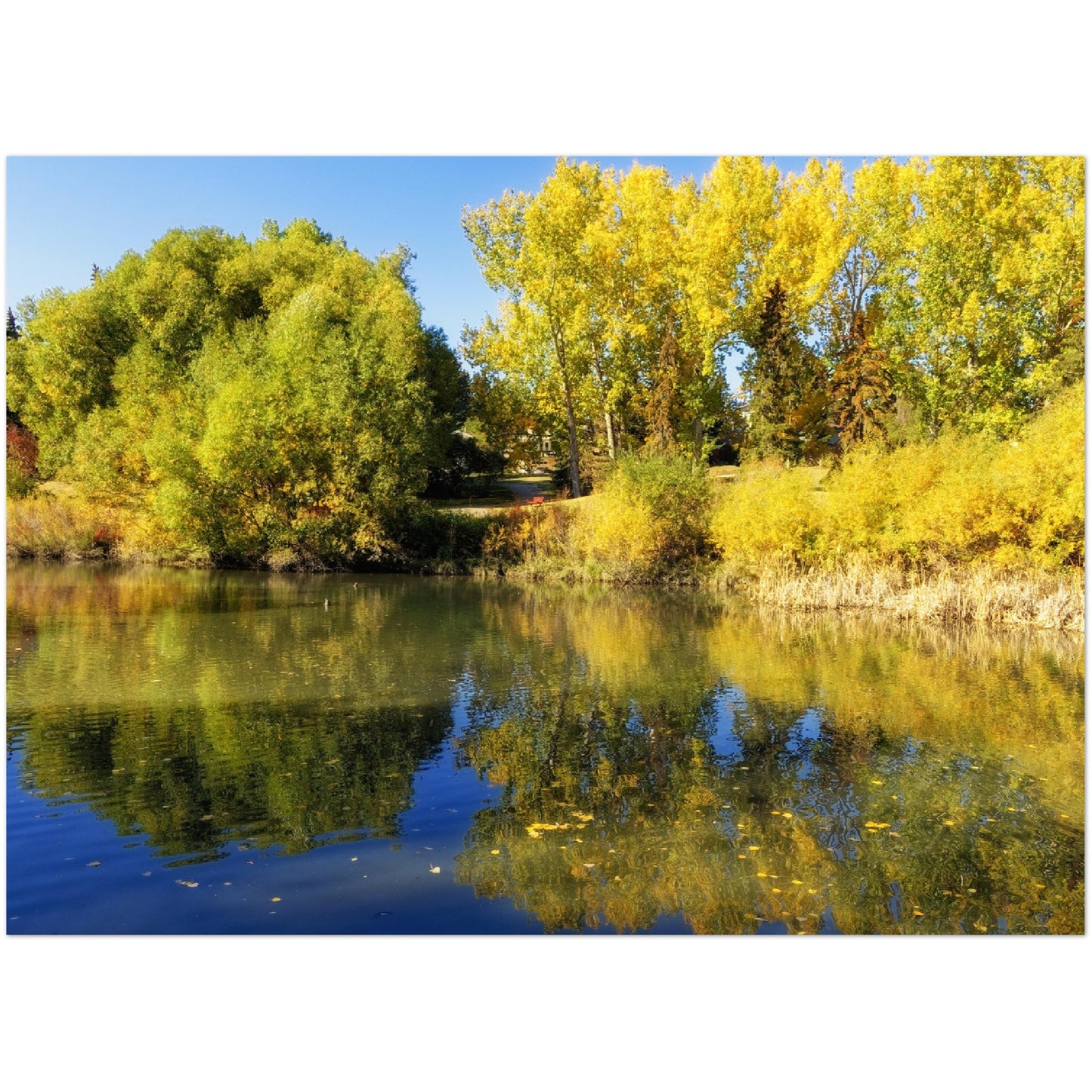 Premium Semi-Glossy Poster Print - Confederation Park Pond Fall
