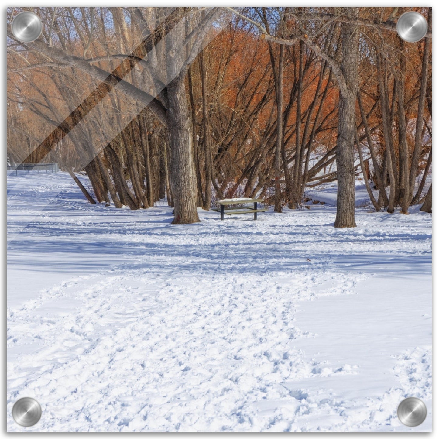 Acrylic Print - Confederation Park Winter