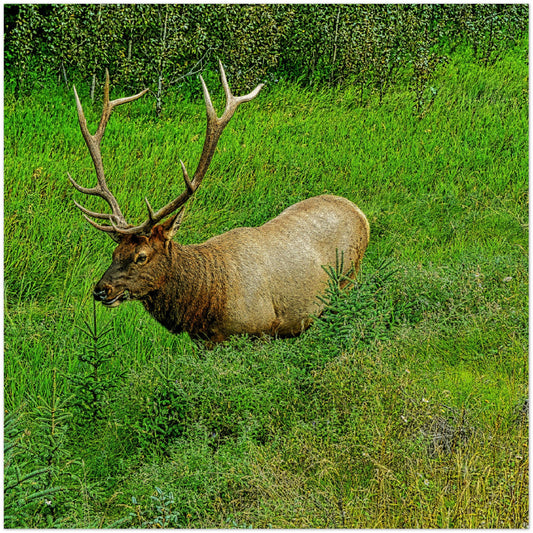 Wood Prints - Jasper National Park Elk