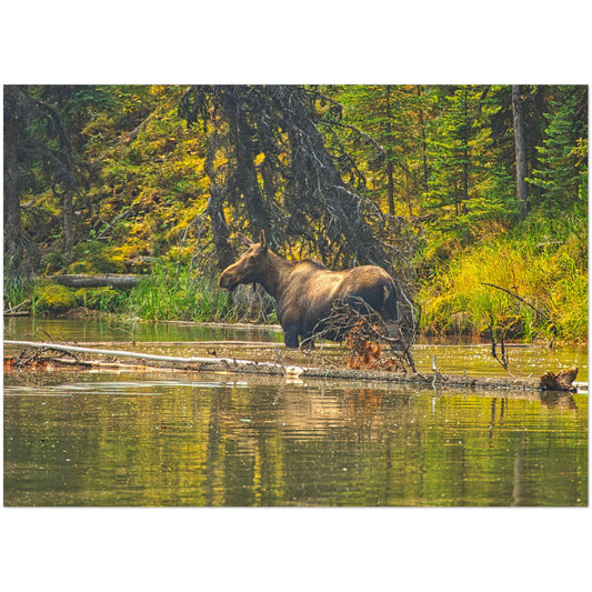 Premium Semi-Glossy Poster Print - Moose Lake Moose