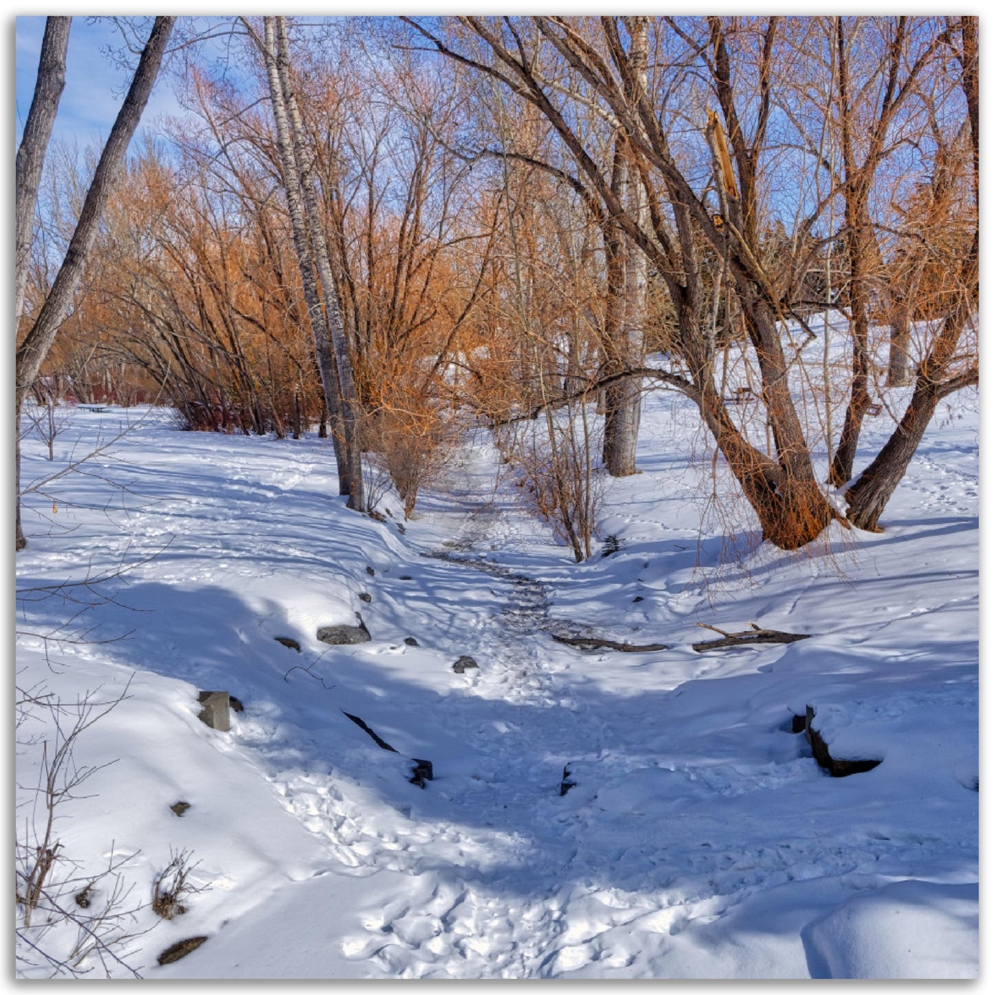 Premium Semi-Glossy Poster Print - Confederation Creek Winter HDR