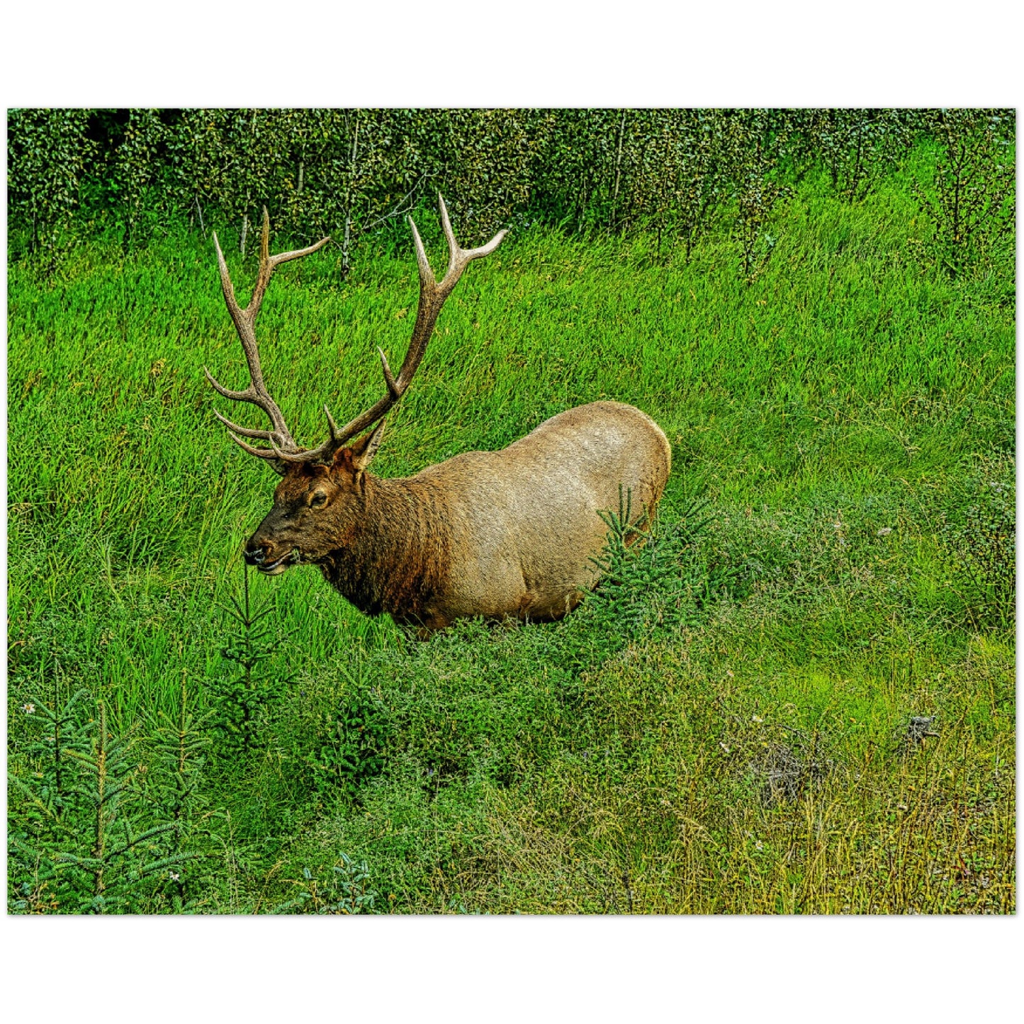 Wood Prints - Jasper National Park Elk