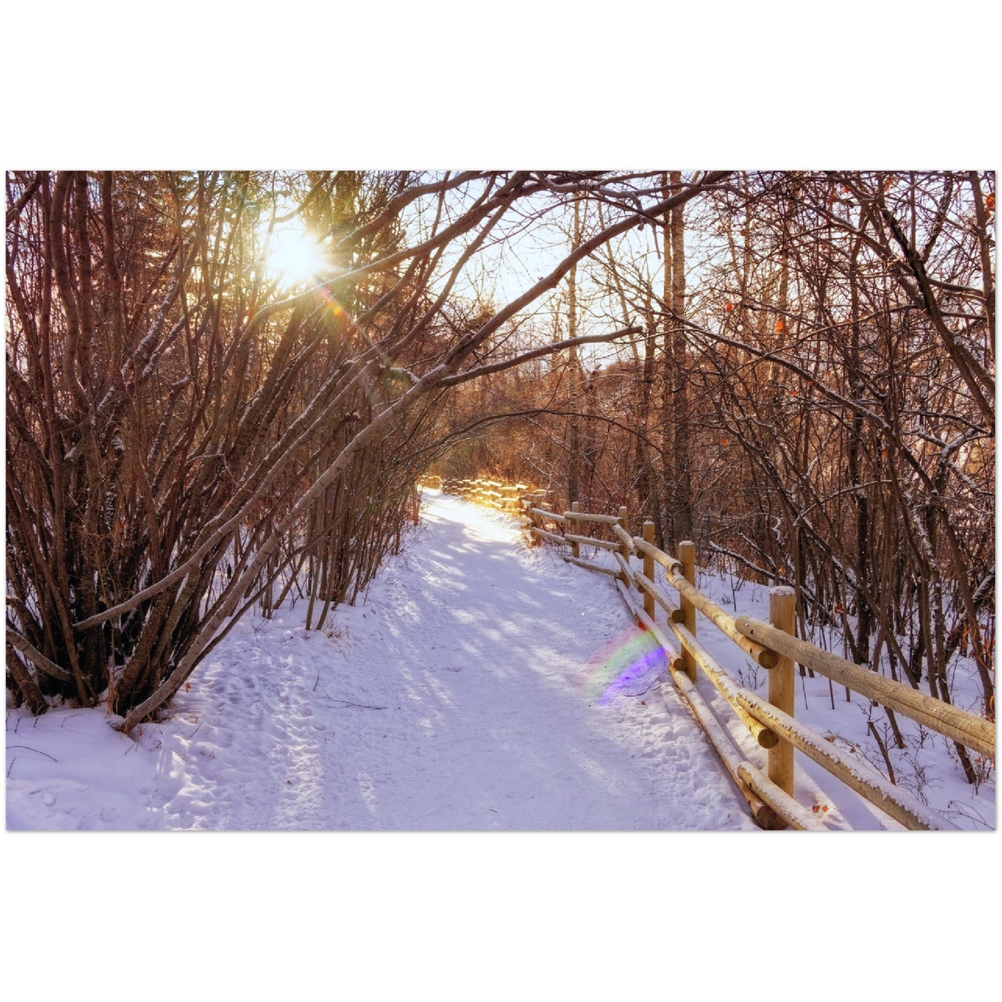 Premium Semi-Glossy Poster Print - Riverdale Park Winter Forest
