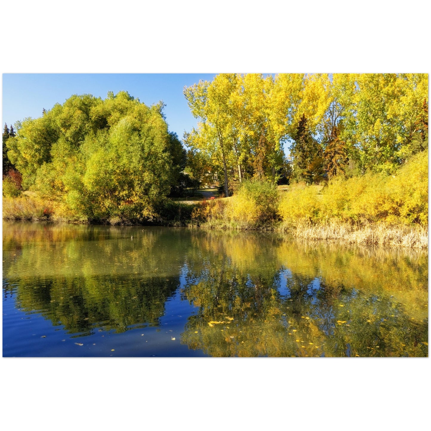Premium Semi-Glossy Poster Print - Confederation Park Pond Fall