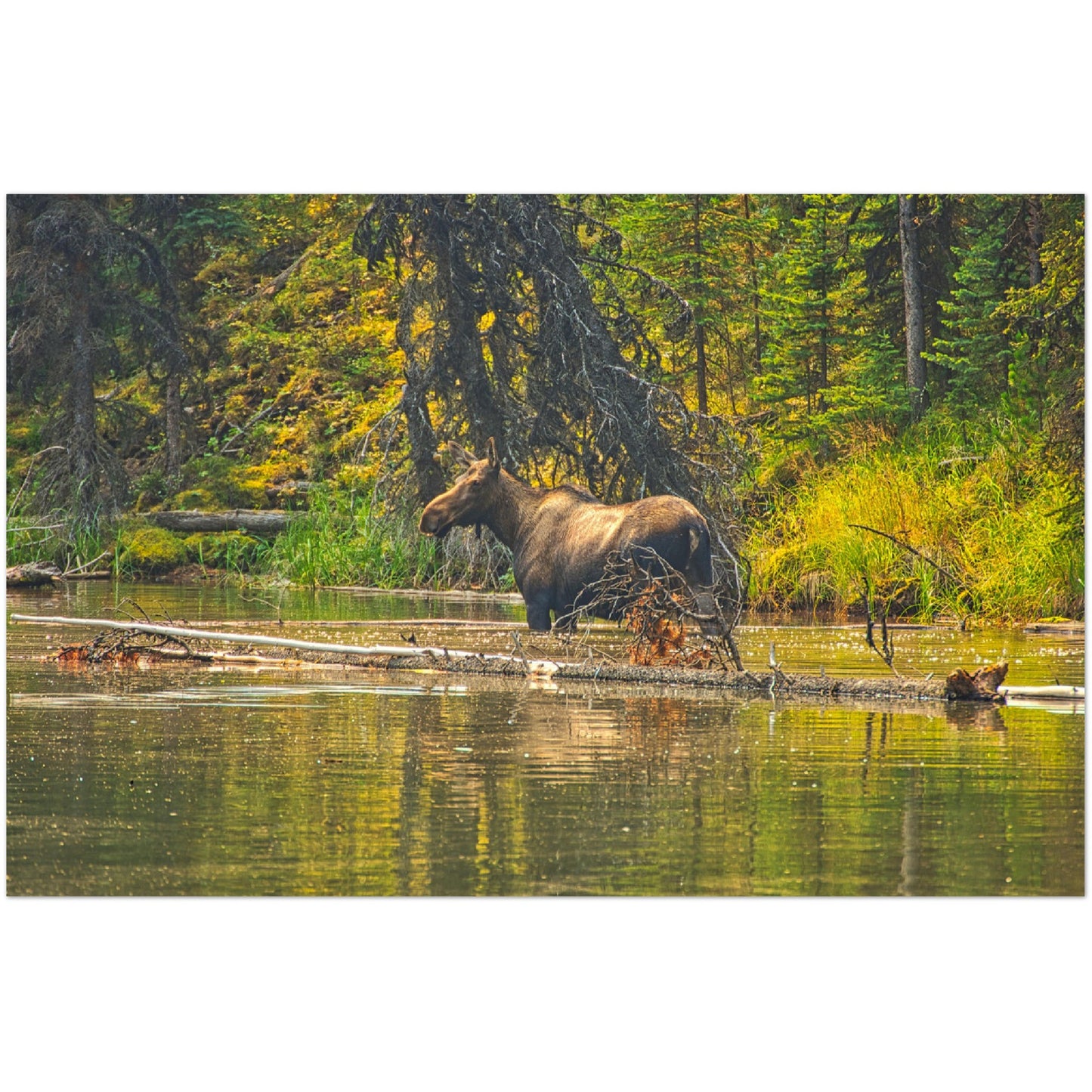 Premium Semi-Glossy Poster Print - Moose Lake Moose
