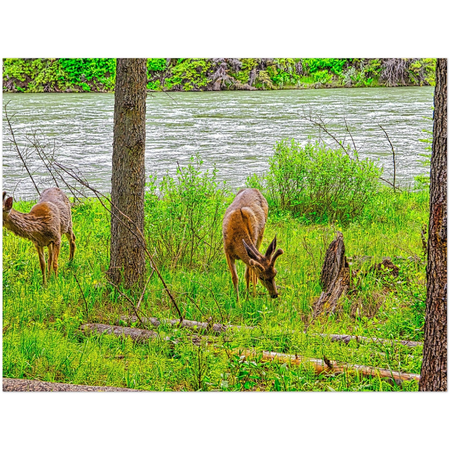 Foam Print - Two Deer in Banff