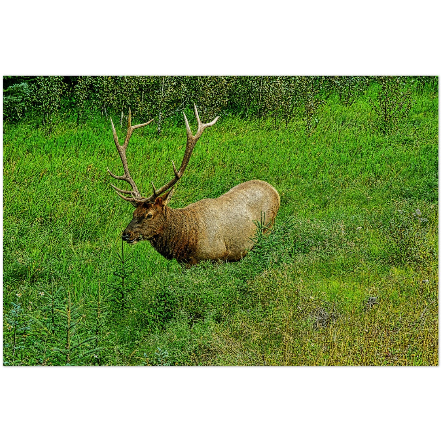 Wood Prints - Jasper National Park Elk