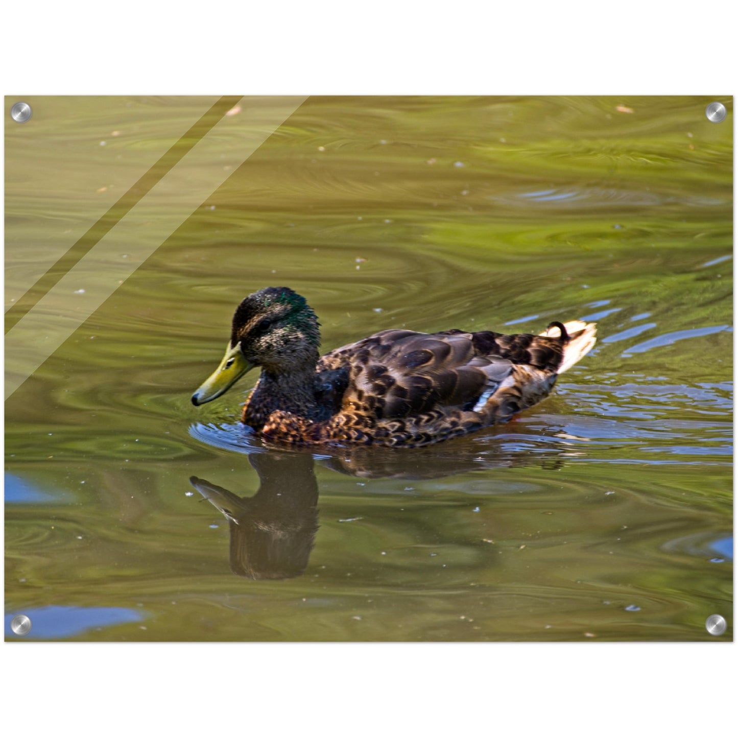 Acrylic Print - Confederation Park Pond Duck