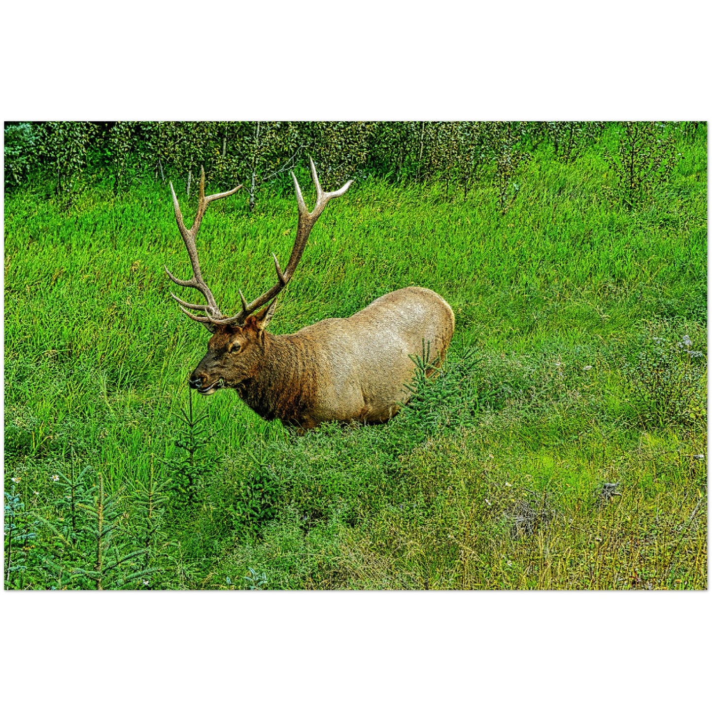 Premium Semi-Glossy Poster Print - Jasper National Park Elk