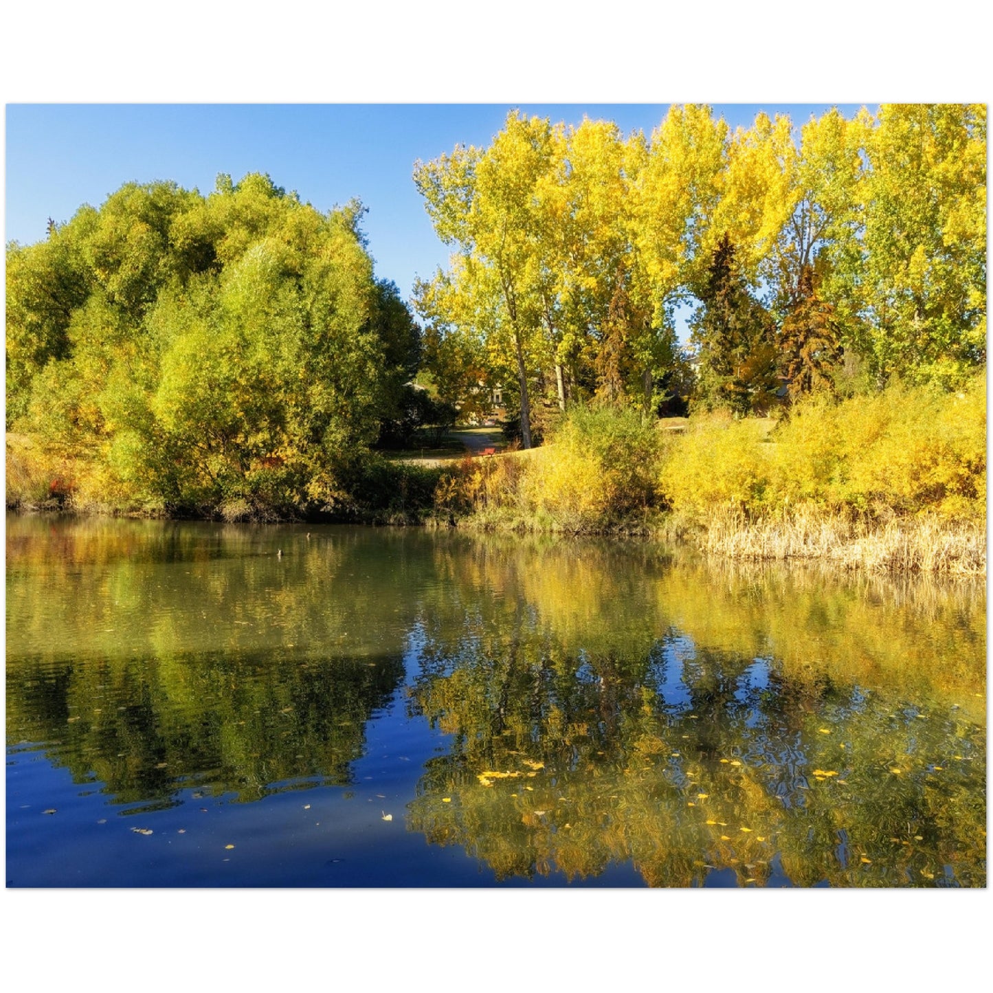 Premium Semi-Glossy Poster Print - Confederation Park Pond Fall