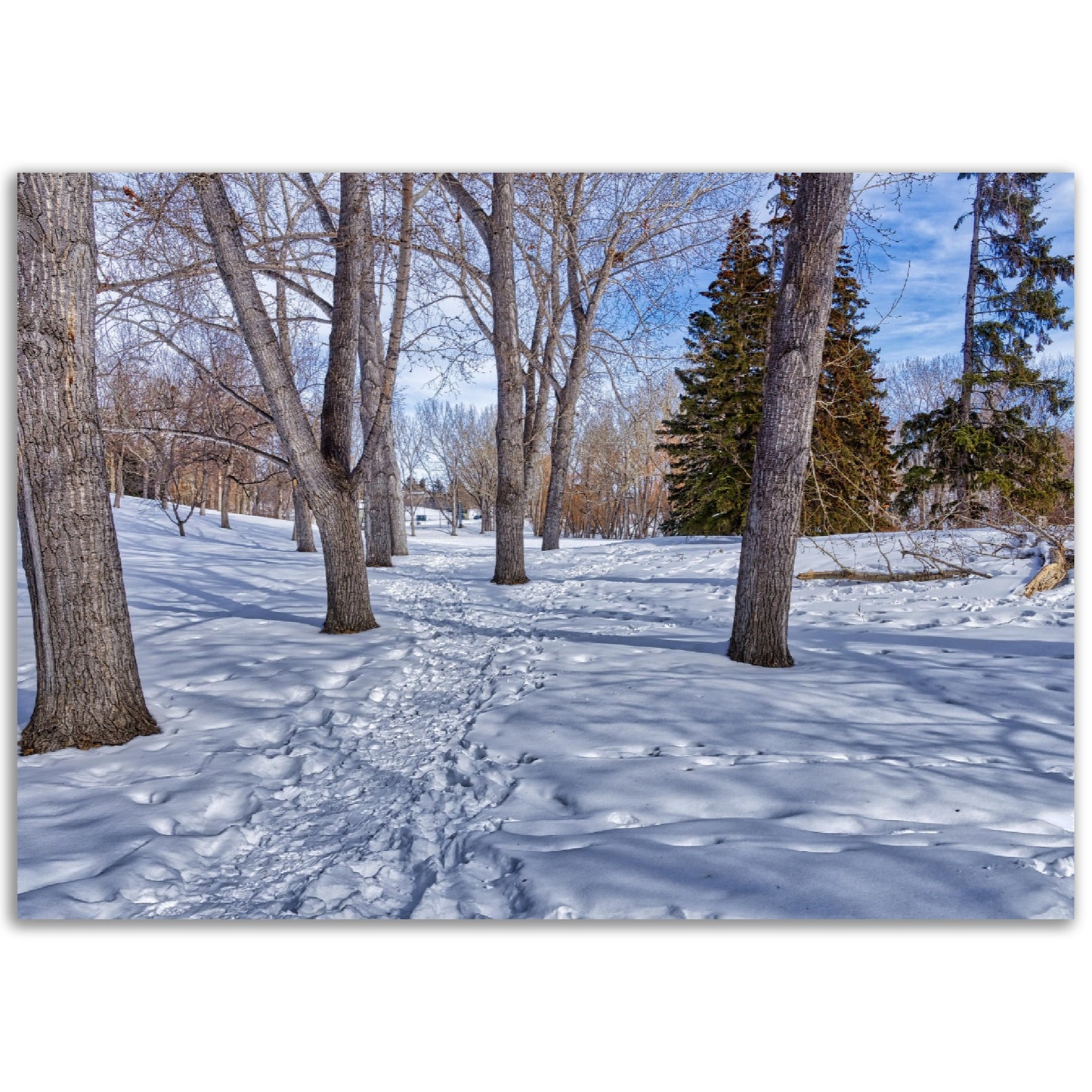 Premium Semi-Glossy Poster Print - Confederation Park Winter HDR