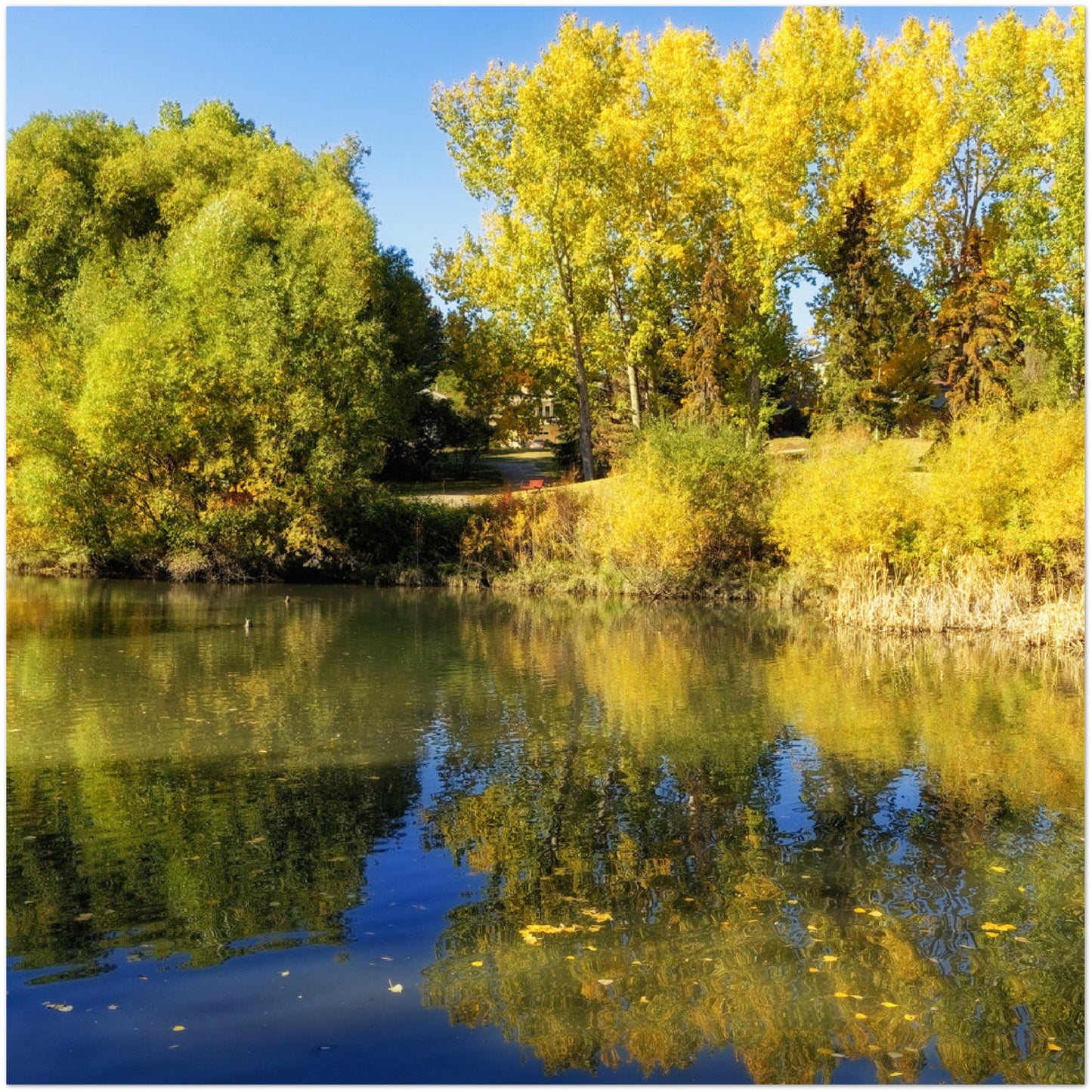 Premium Semi-Glossy Poster Print - Confederation Park Pond Fall