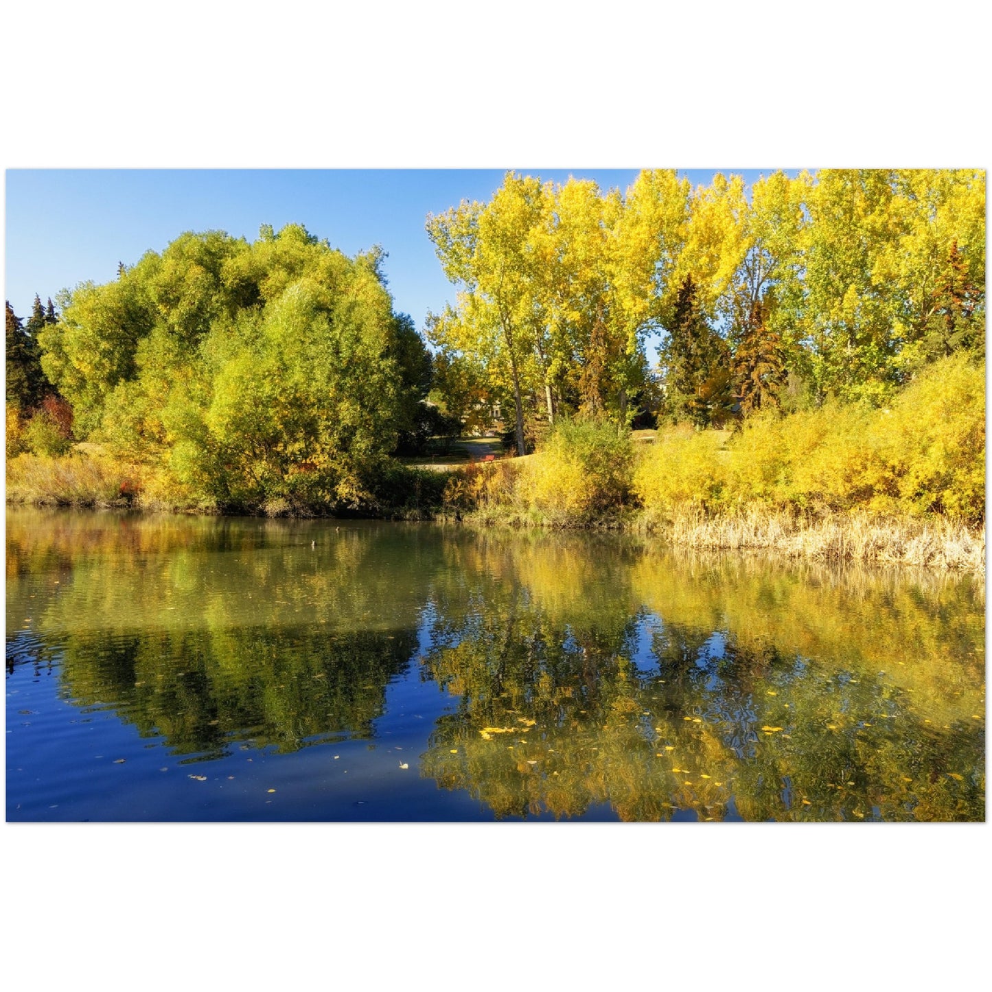 Premium Semi-Glossy Poster Print - Confederation Park Pond Fall