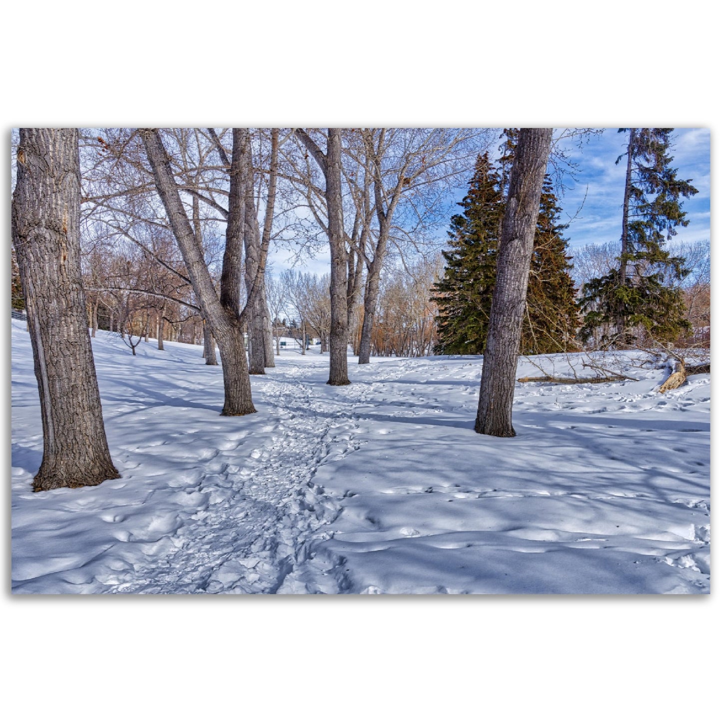 Foam Print - Confederation Park Winter HDR