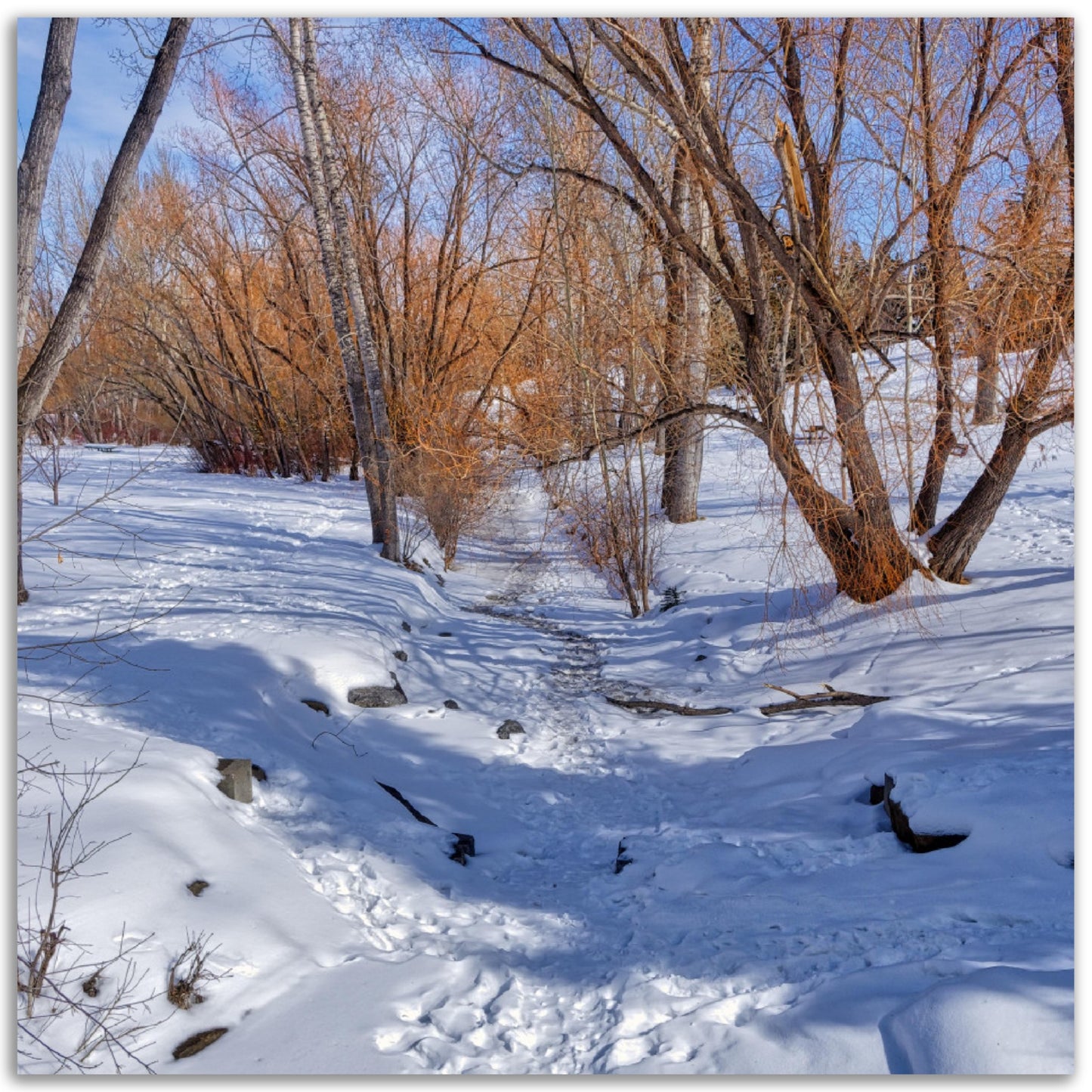 Premium Semi-Glossy Poster Print - Confederation Creek Winter HDR