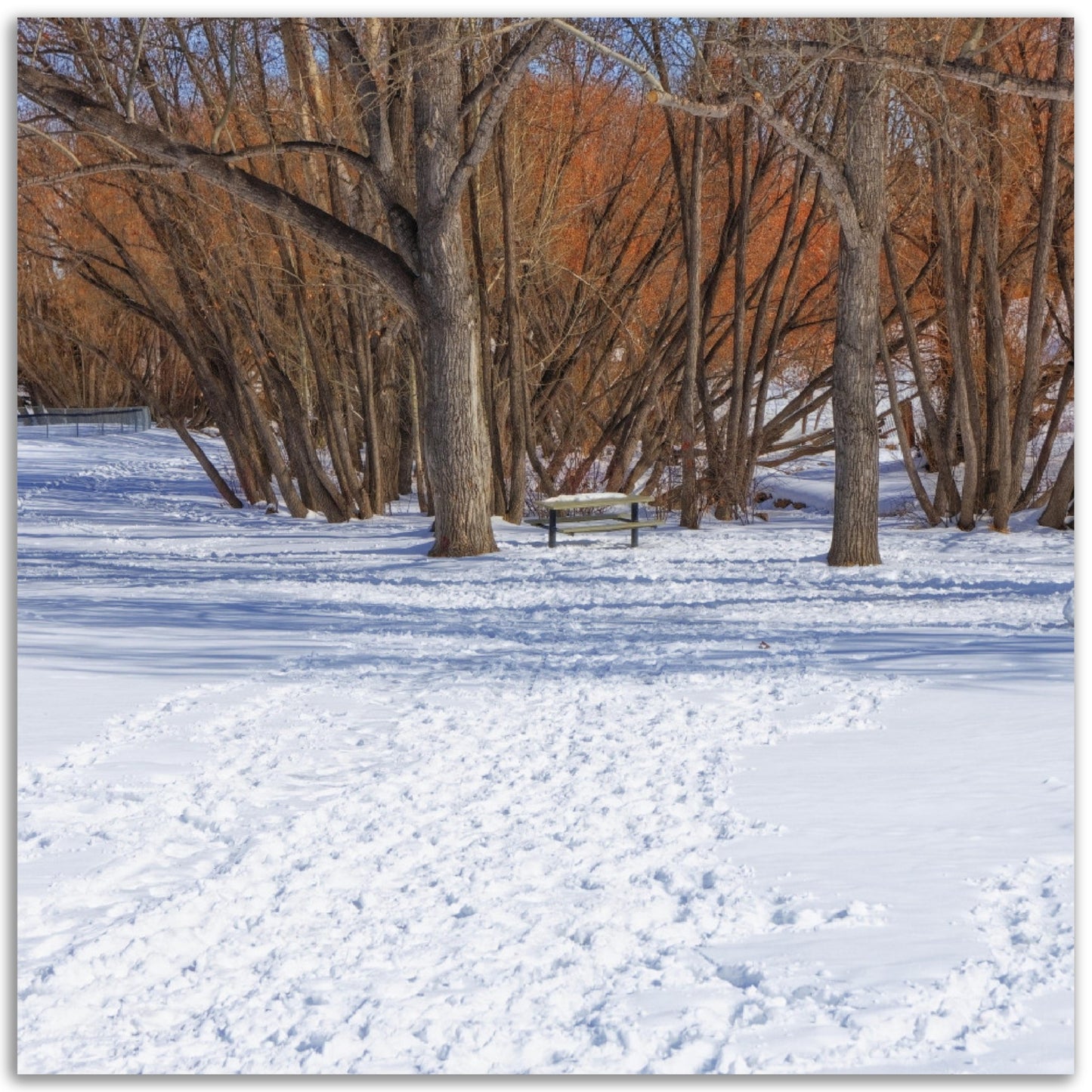 Premium Semi-Glossy Poster Print - Confederation Park Winter