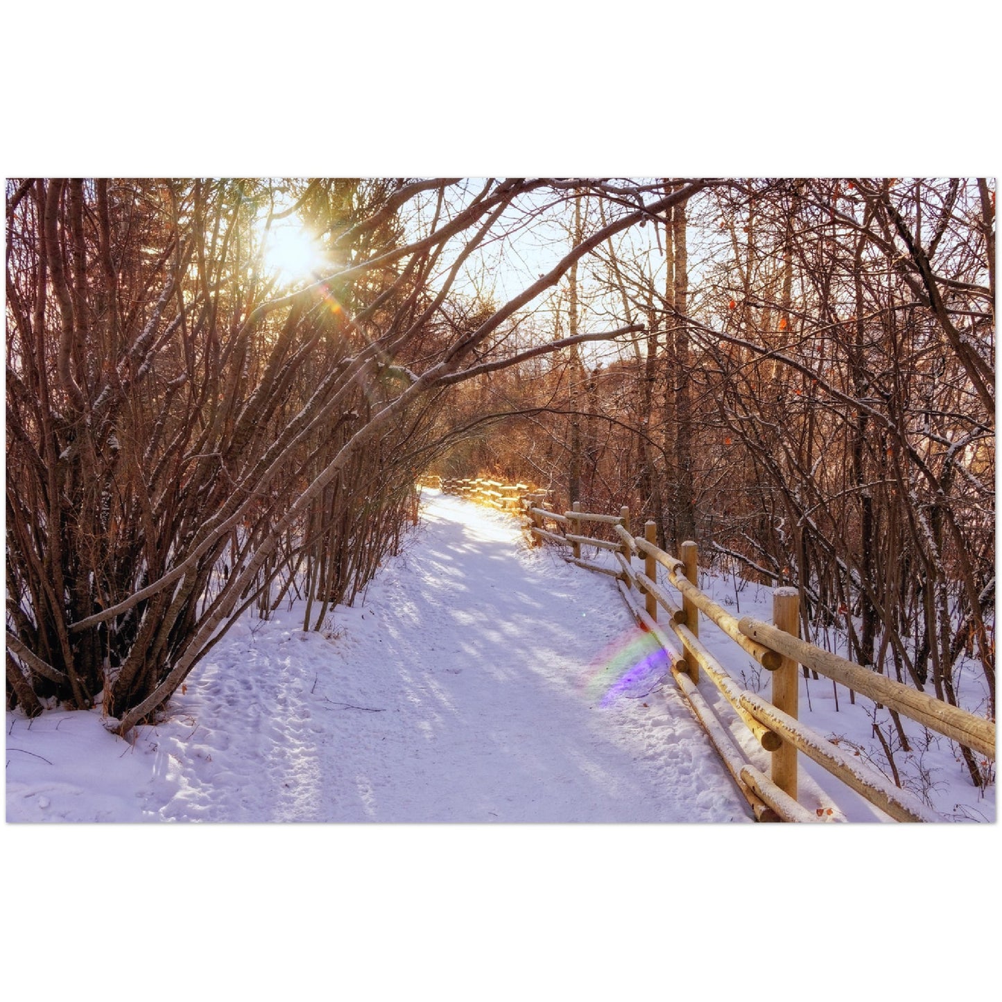 Premium Semi-Glossy Poster Print - Riverdale Park Winter Forest