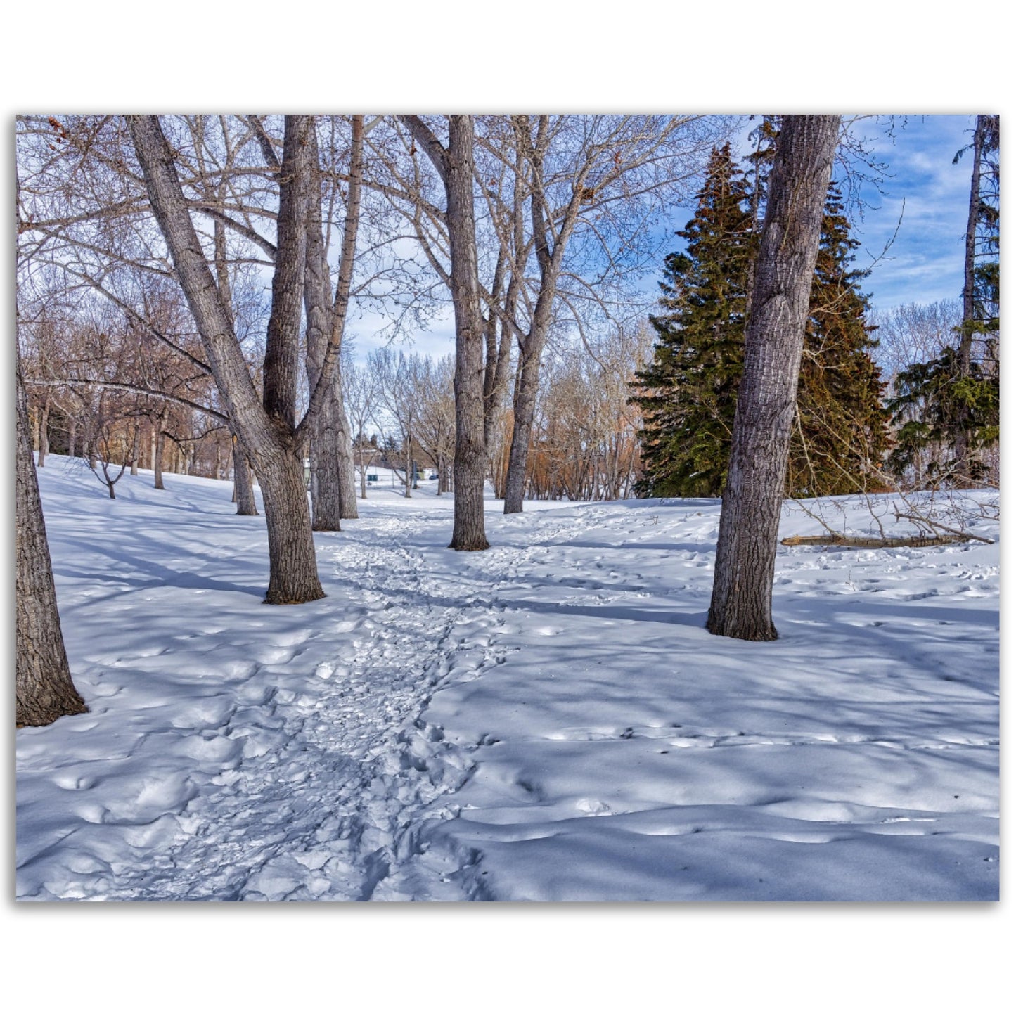 Premium Semi-Glossy Poster Print - Confederation Park Winter HDR
