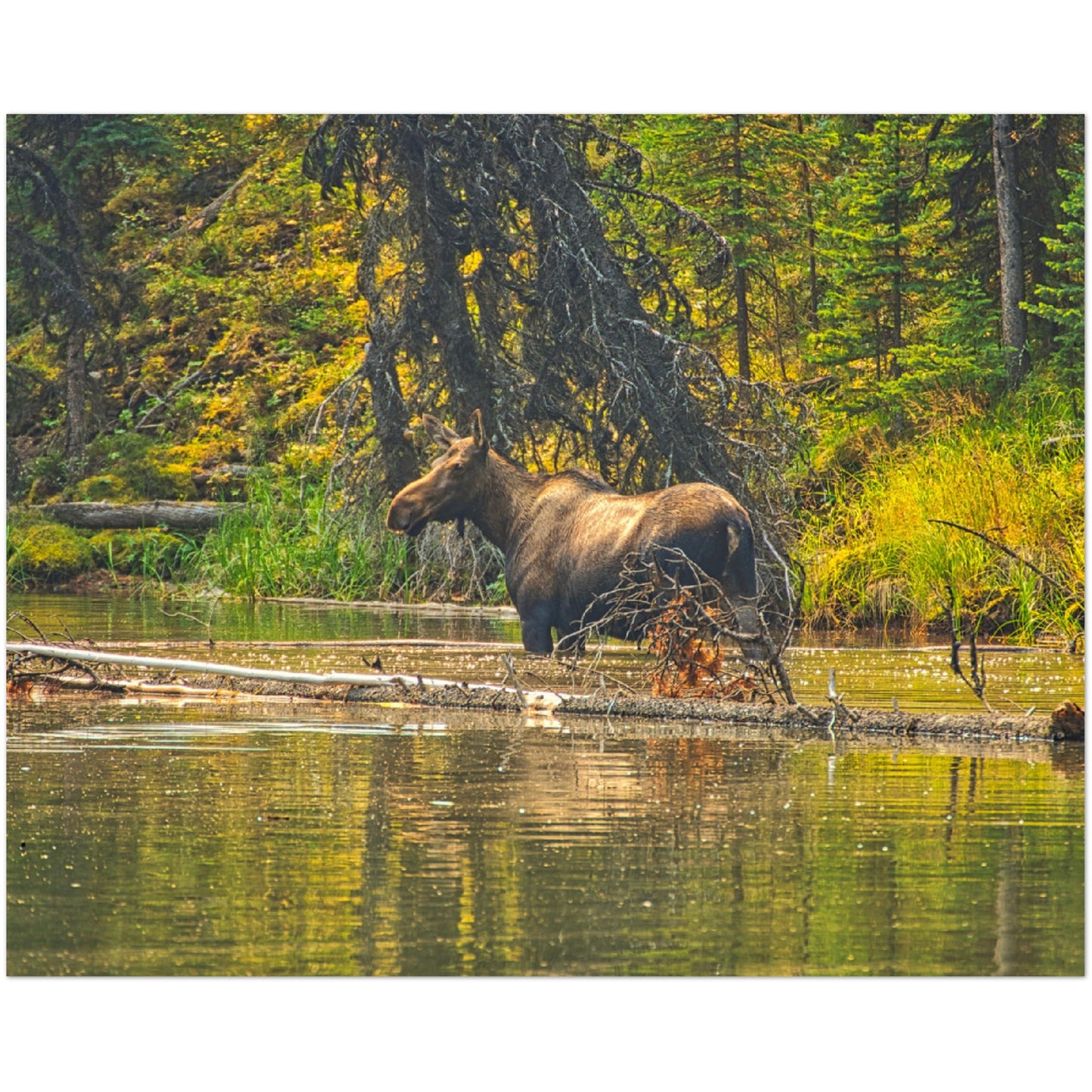 Premium Semi-Glossy Poster Print - Moose Lake Moose