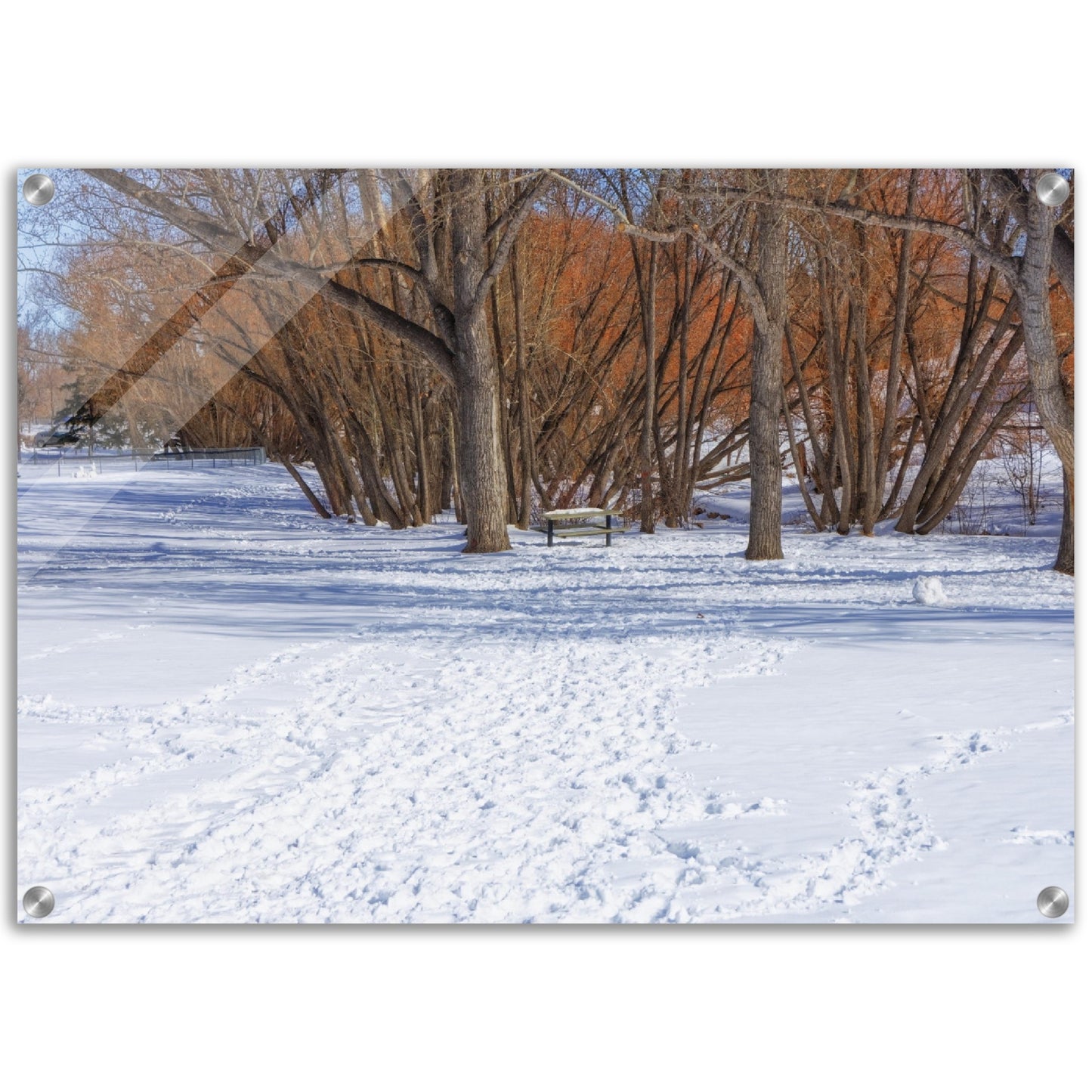 Acrylic Print - Confederation Park Winter