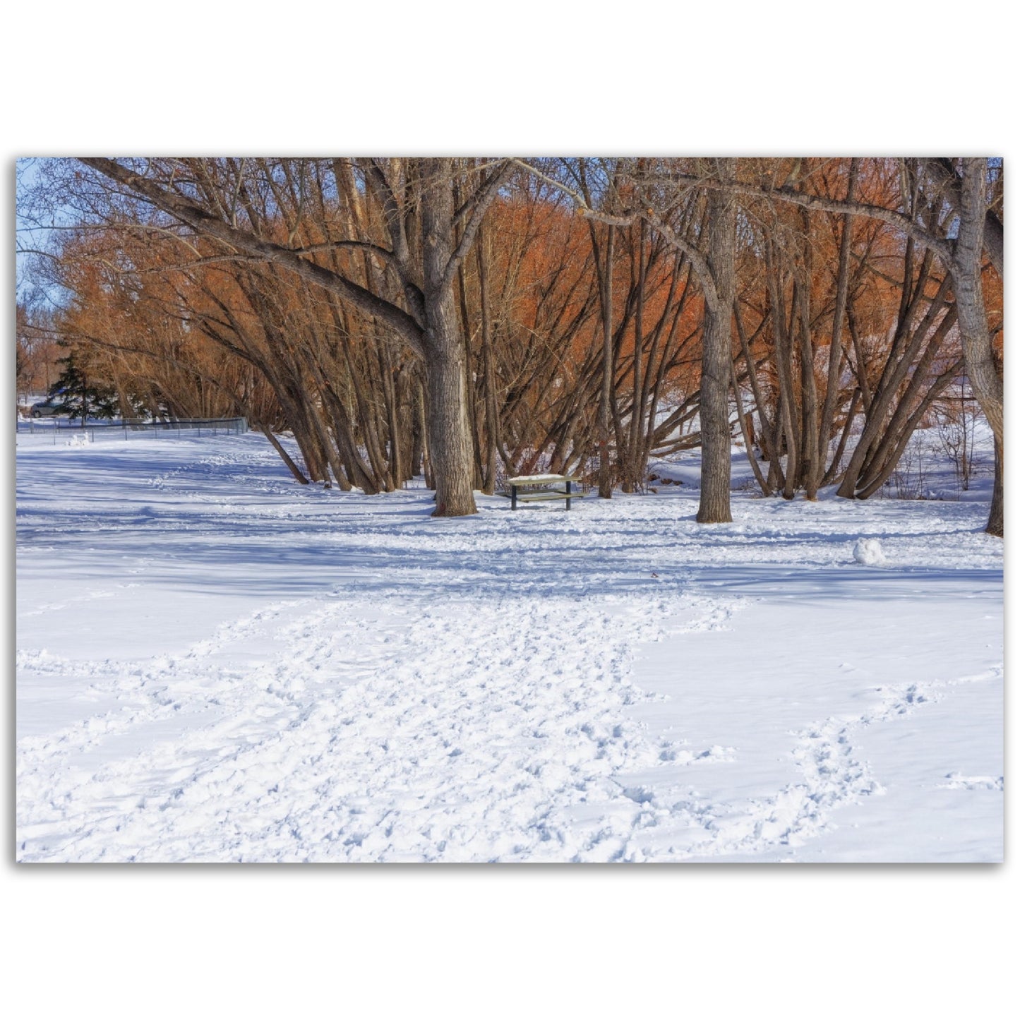 Foam Print - Confederation Park Winter