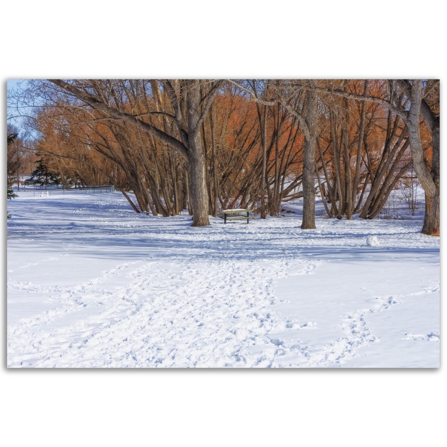 Foam Print - Confederation Park Winter