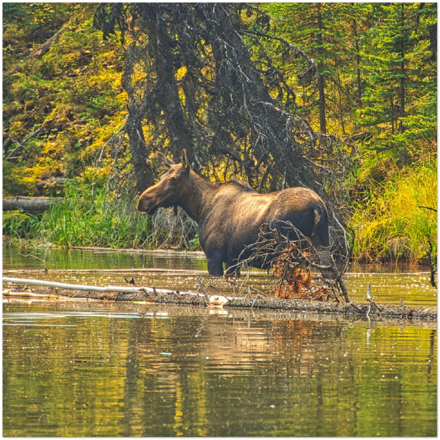 Premium Semi-Glossy Poster Print - Moose Lake Moose
