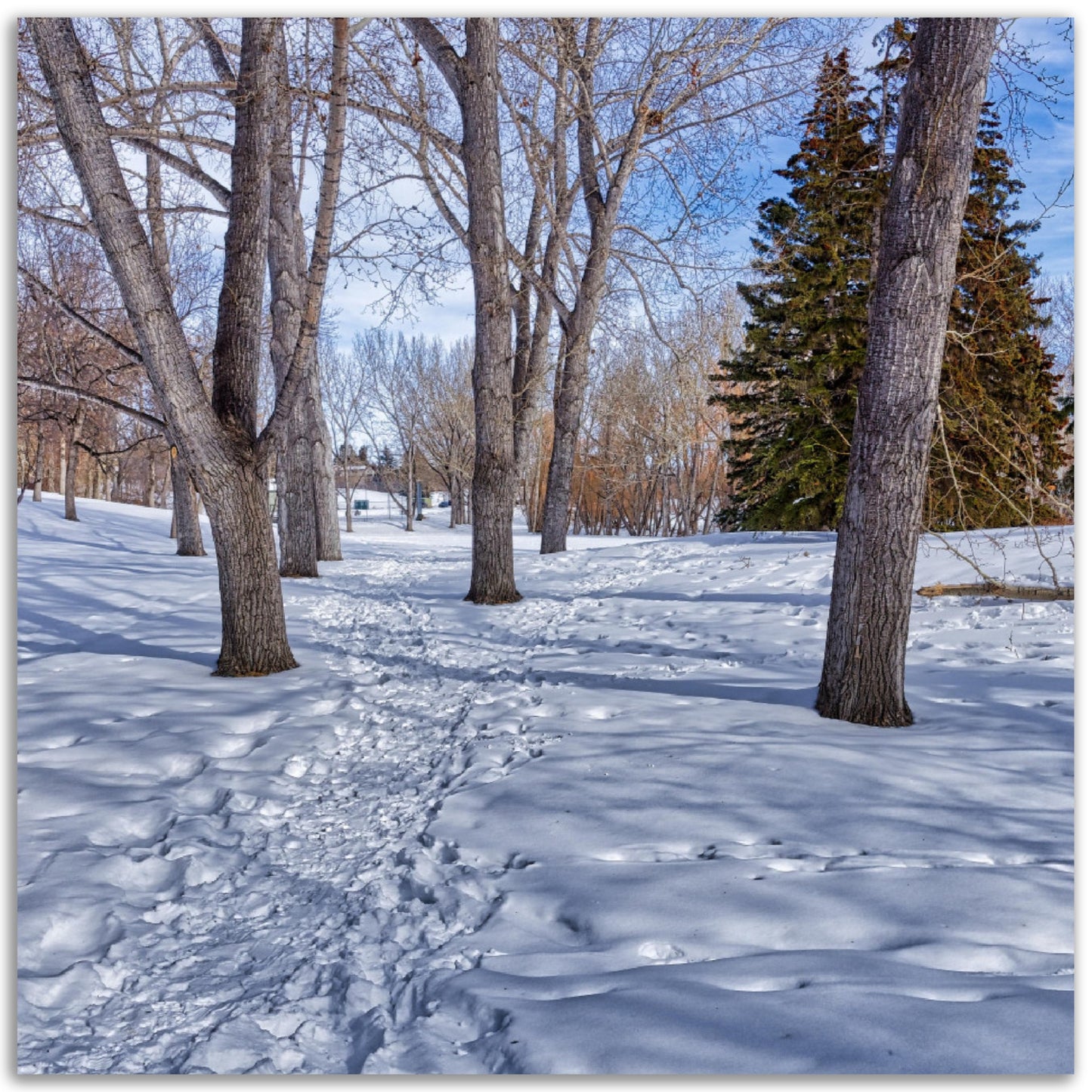 Premium Semi-Glossy Poster Print - Confederation Park Winter HDR