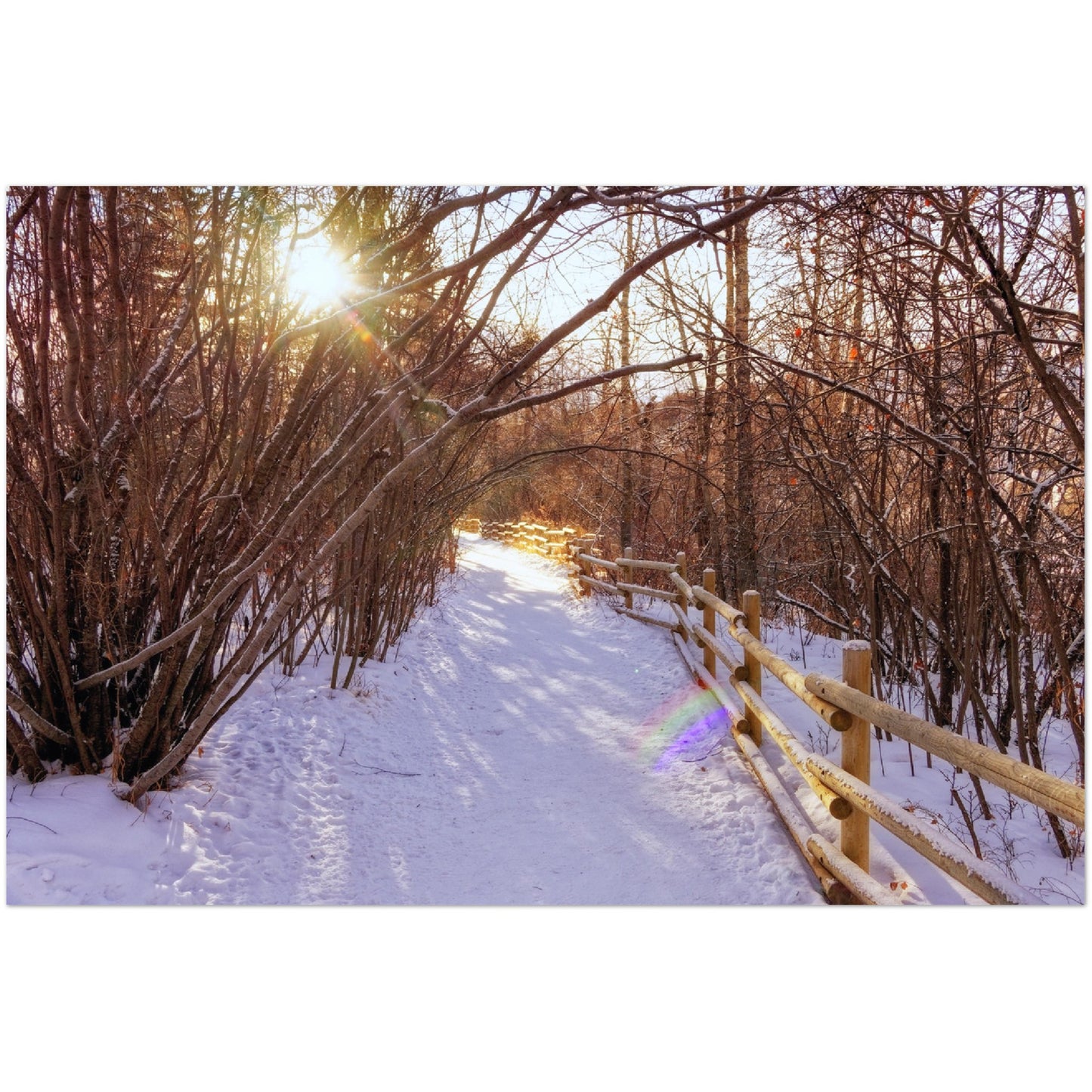 Premium Semi-Glossy Poster Print - Riverdale Park Winter Forest