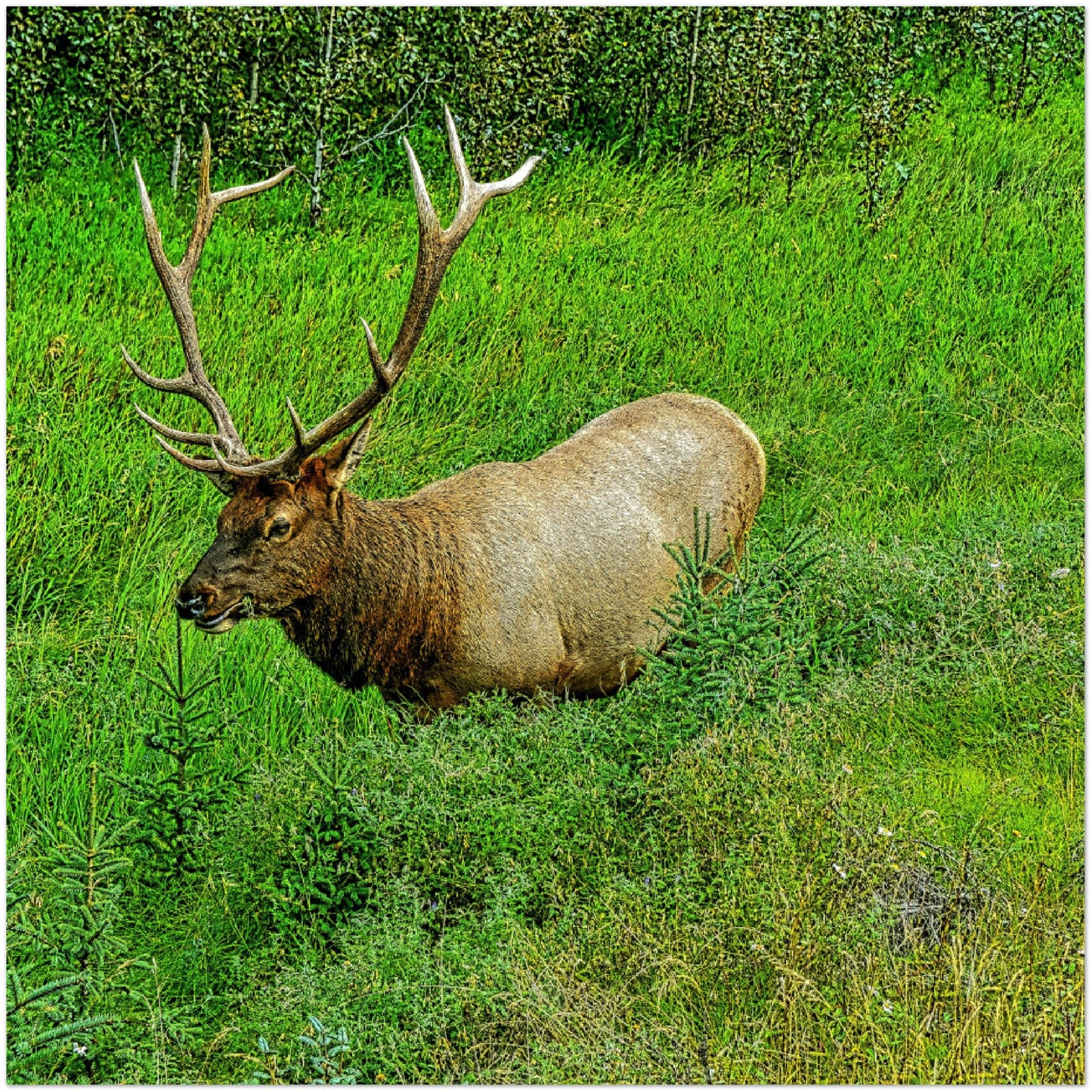 Premium Semi-Glossy Poster Print - Jasper National Park Elk