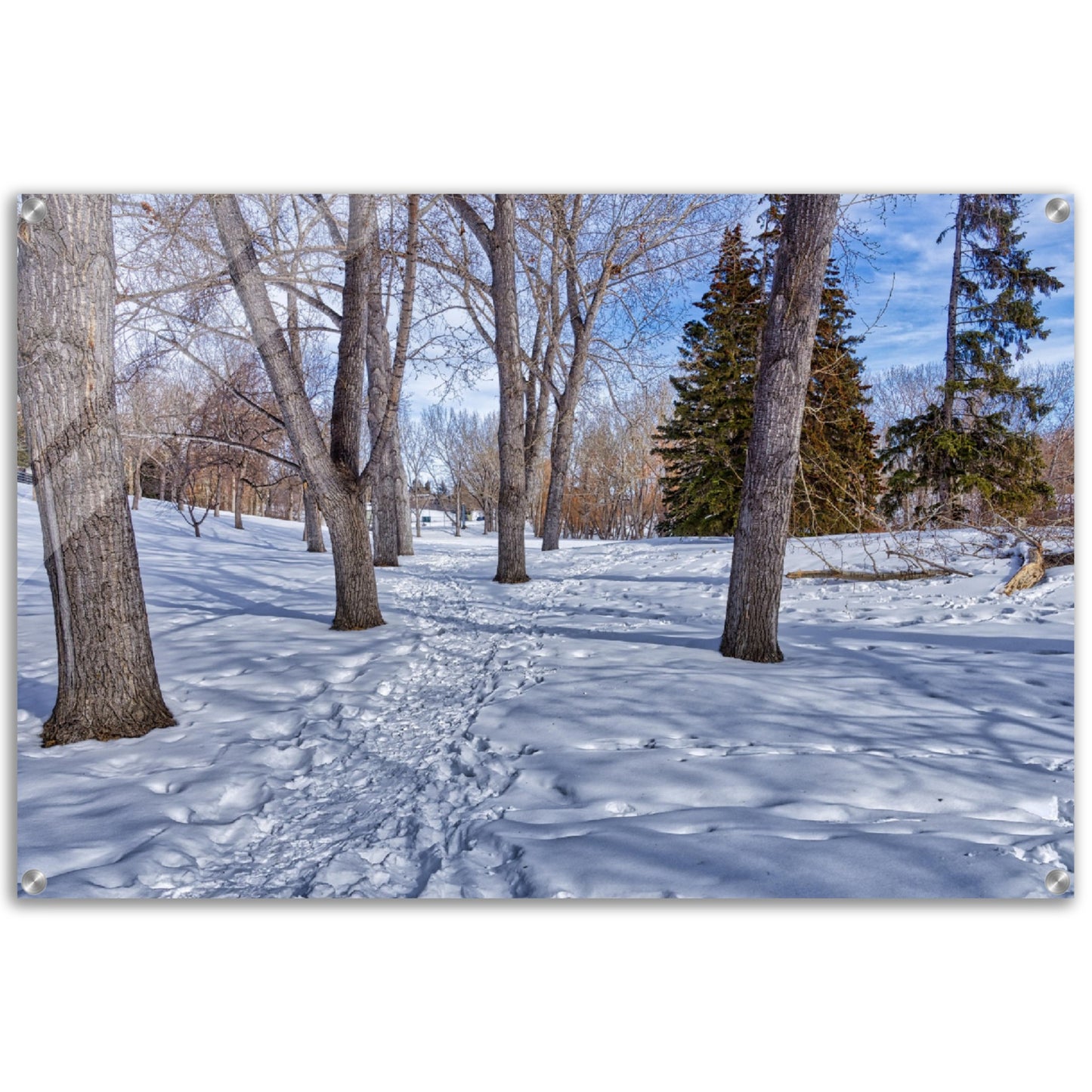 Acrylic Print - Confederation Park Winter HDR