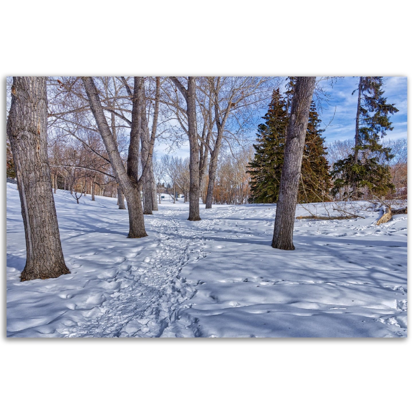 Premium Semi-Glossy Poster Print - Confederation Park Winter HDR
