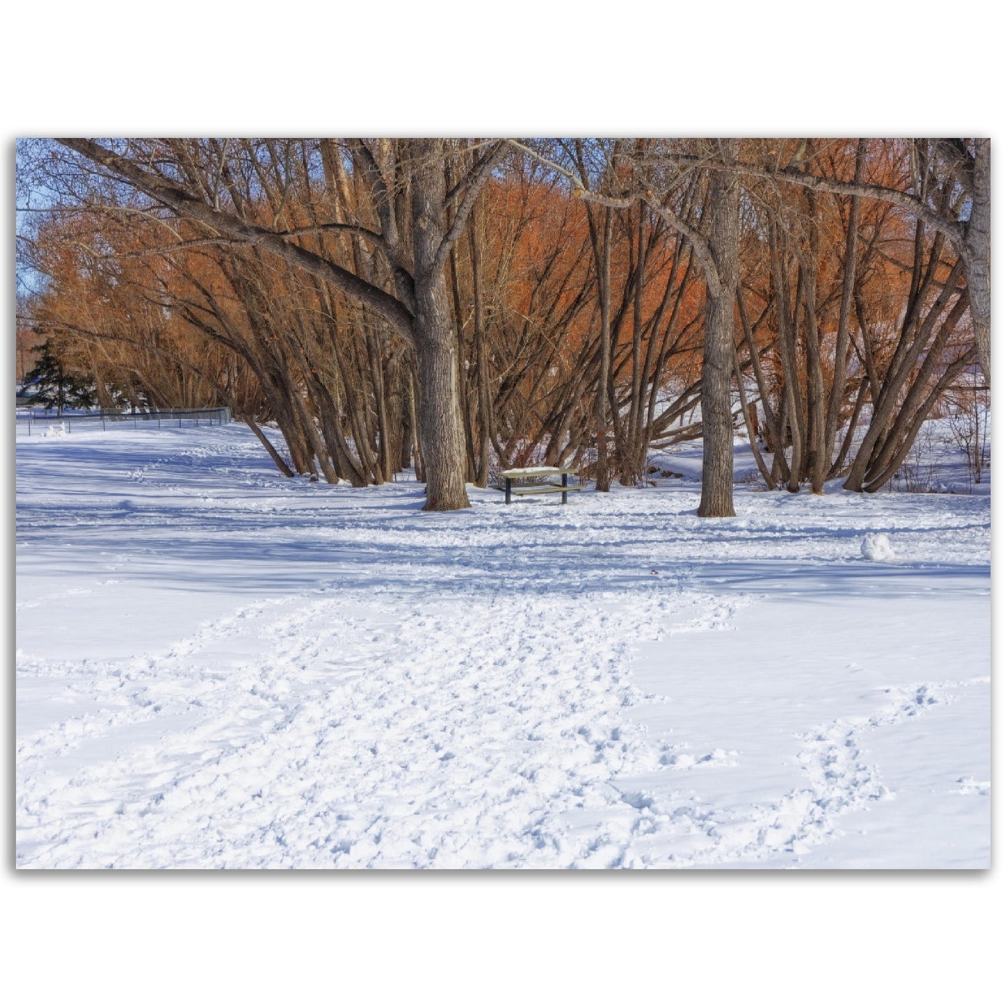 Premium Semi-Glossy Poster Print - Confederation Park Winter