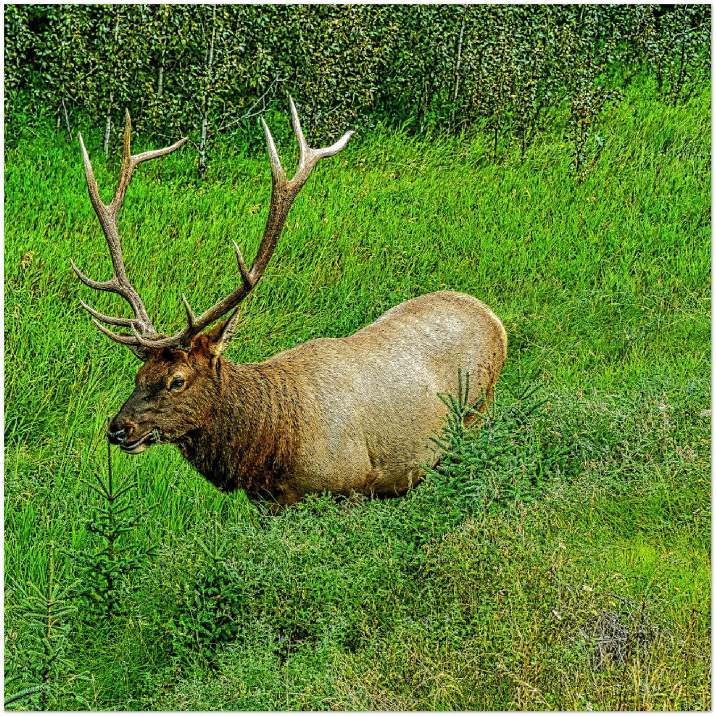 Premium Semi-Glossy Poster Print - Jasper National Park Elk