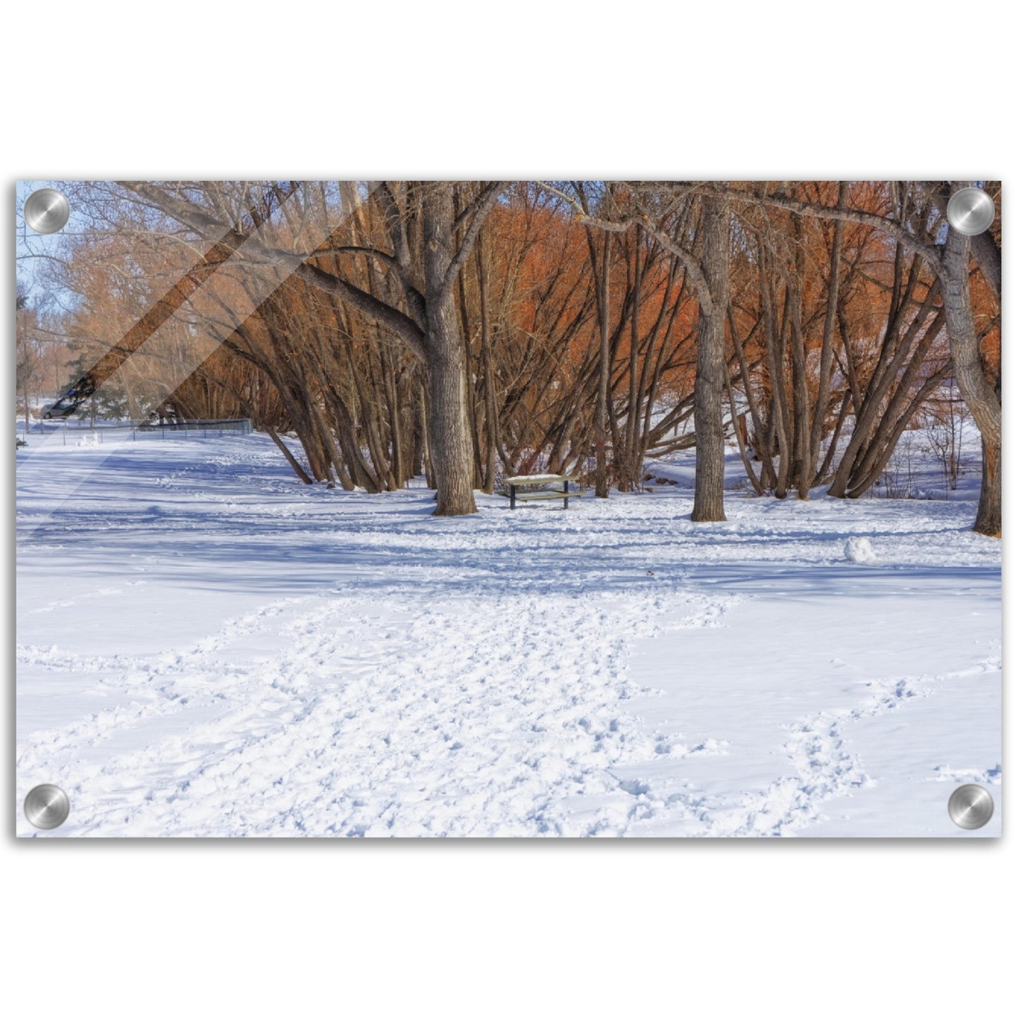 Acrylic Print - Confederation Park Winter
