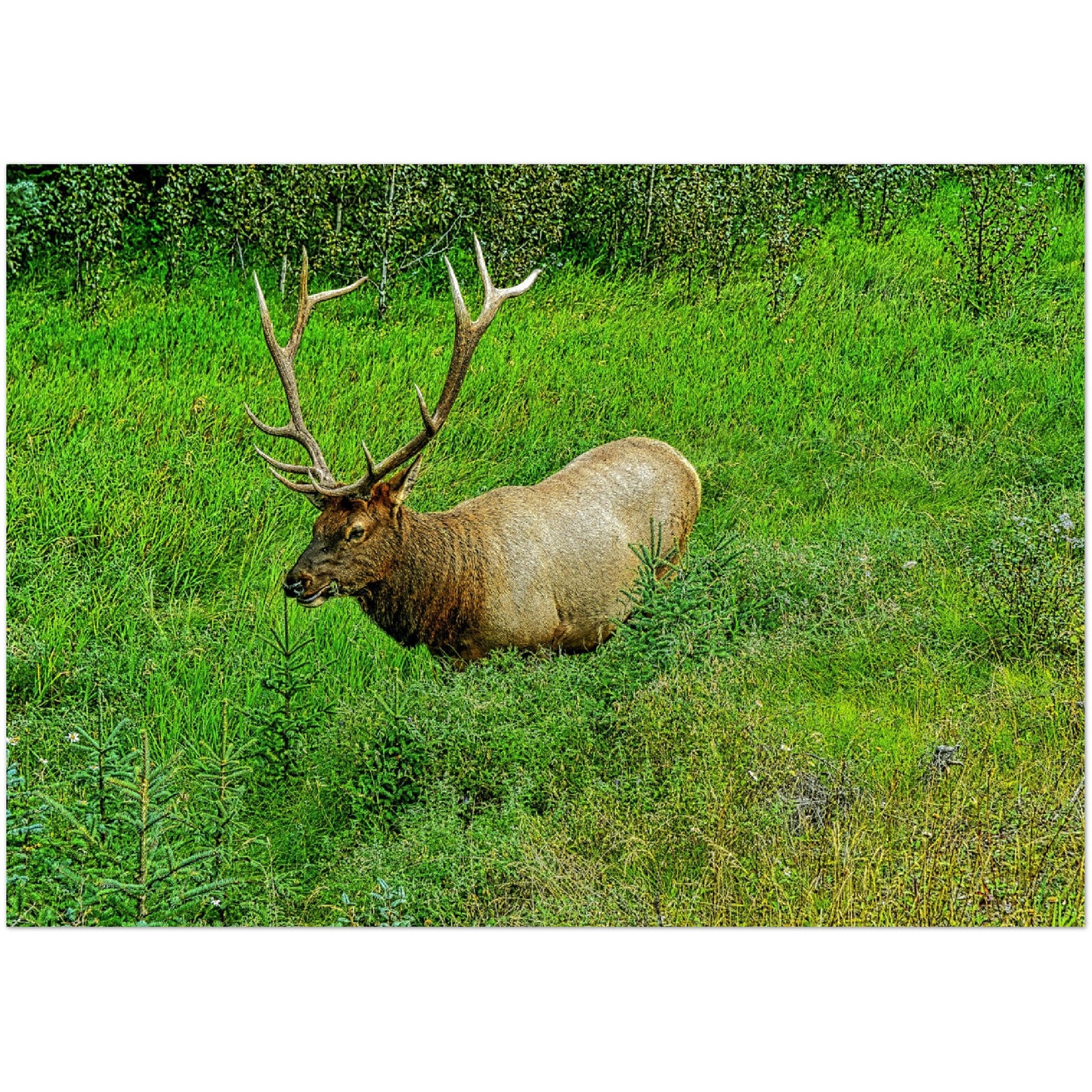 Premium Semi-Glossy Poster Print - Jasper National Park Elk