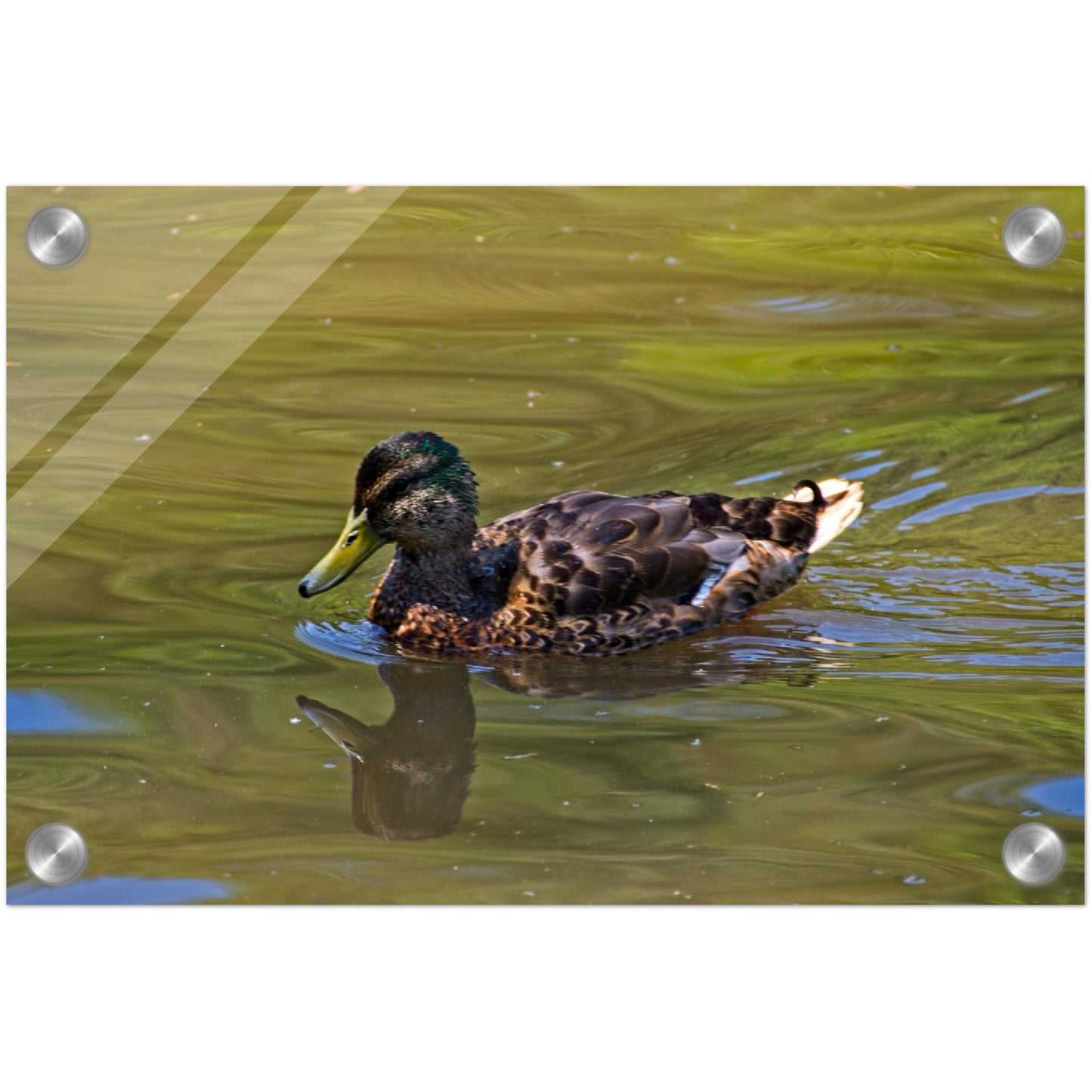 Acrylic Print - Confederation Park Pond Duck