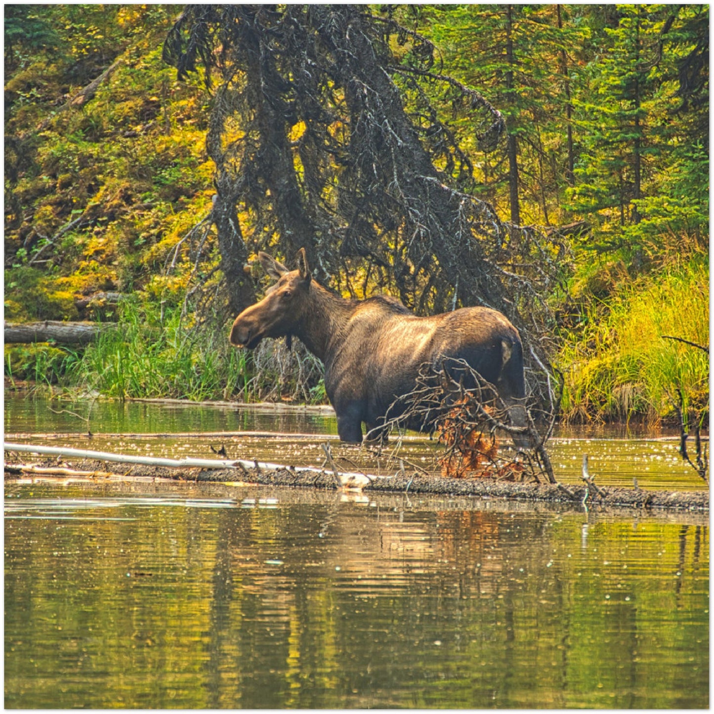 Premium Semi-Glossy Poster Print - Moose Lake Moose
