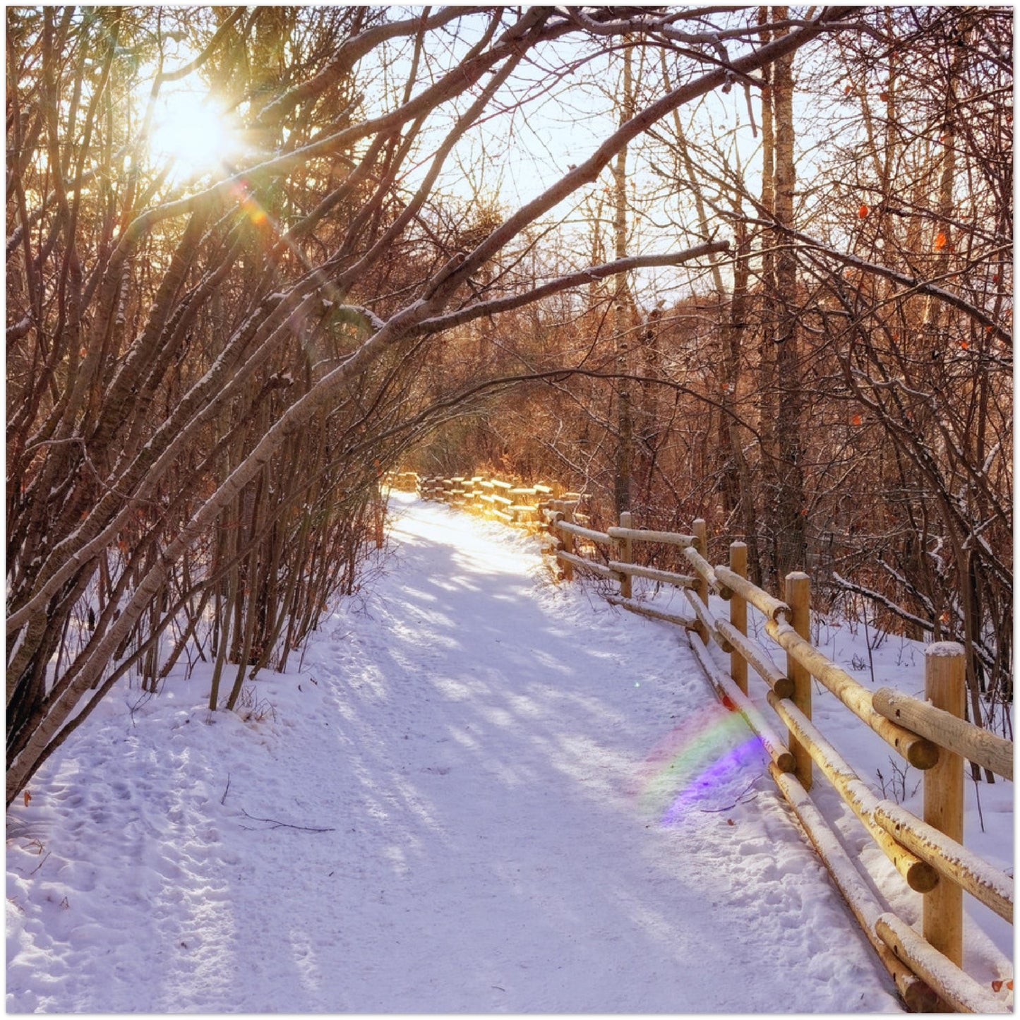 Premium Semi-Glossy Poster Print - Riverdale Park Winter Forest
