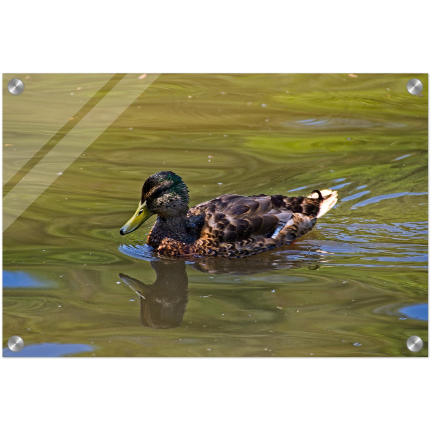 Acrylic Print - Confederation Park Pond Duck