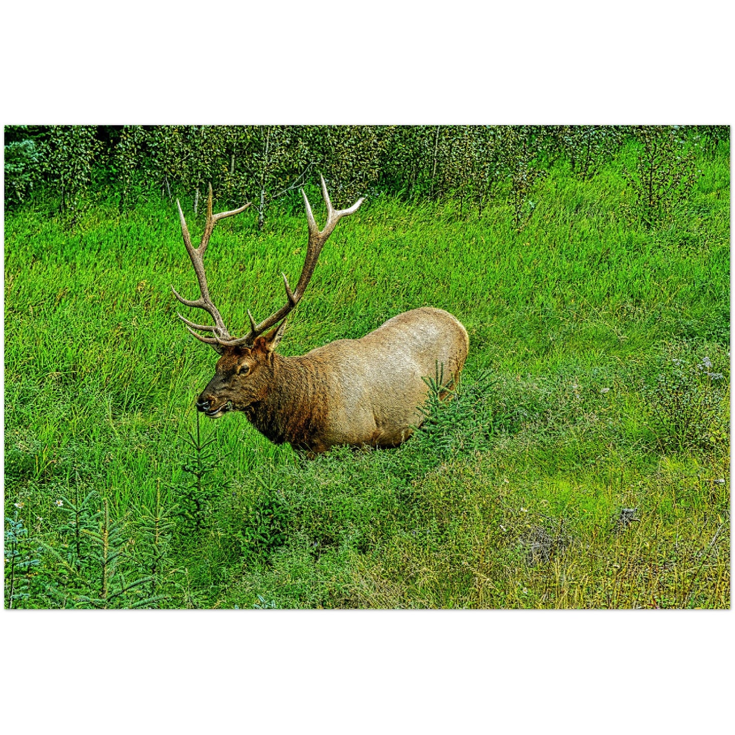 Premium Semi-Glossy Poster Print - Jasper National Park Elk