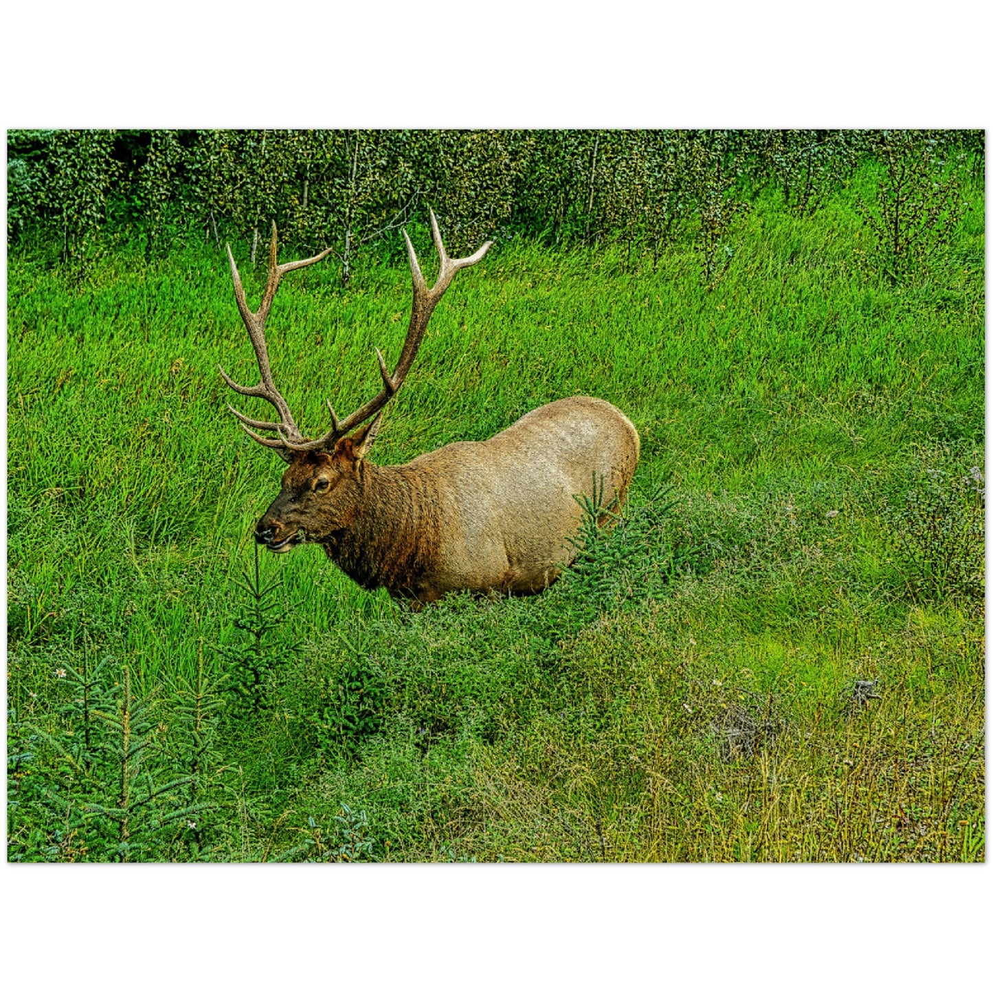 Wood Prints - Jasper National Park Elk