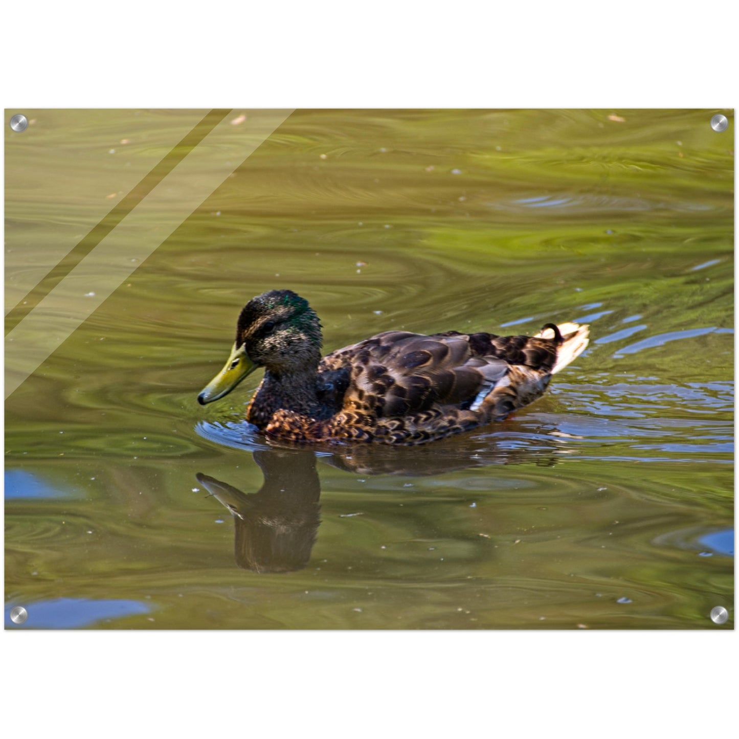 Acrylic Print - Confederation Park Pond Duck