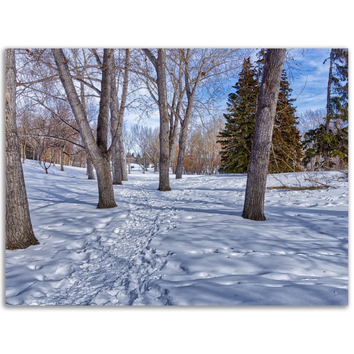 Premium Semi-Glossy Poster Print - Confederation Park Winter HDR